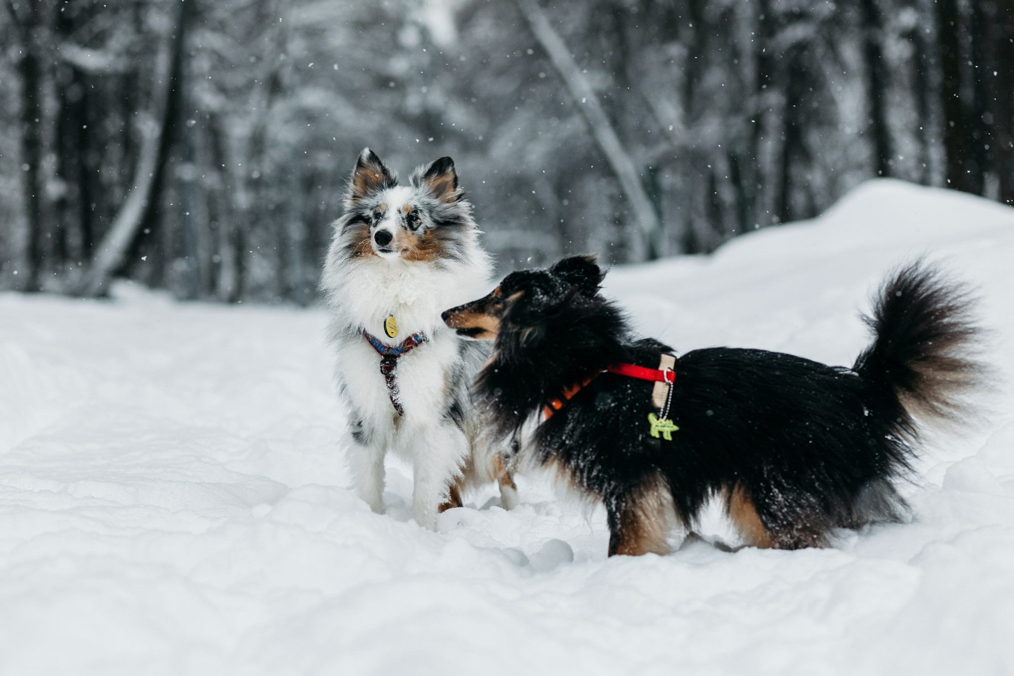 Александра, Бум и Нэвис. Фотограф-анималист Елена Радченко, Москва