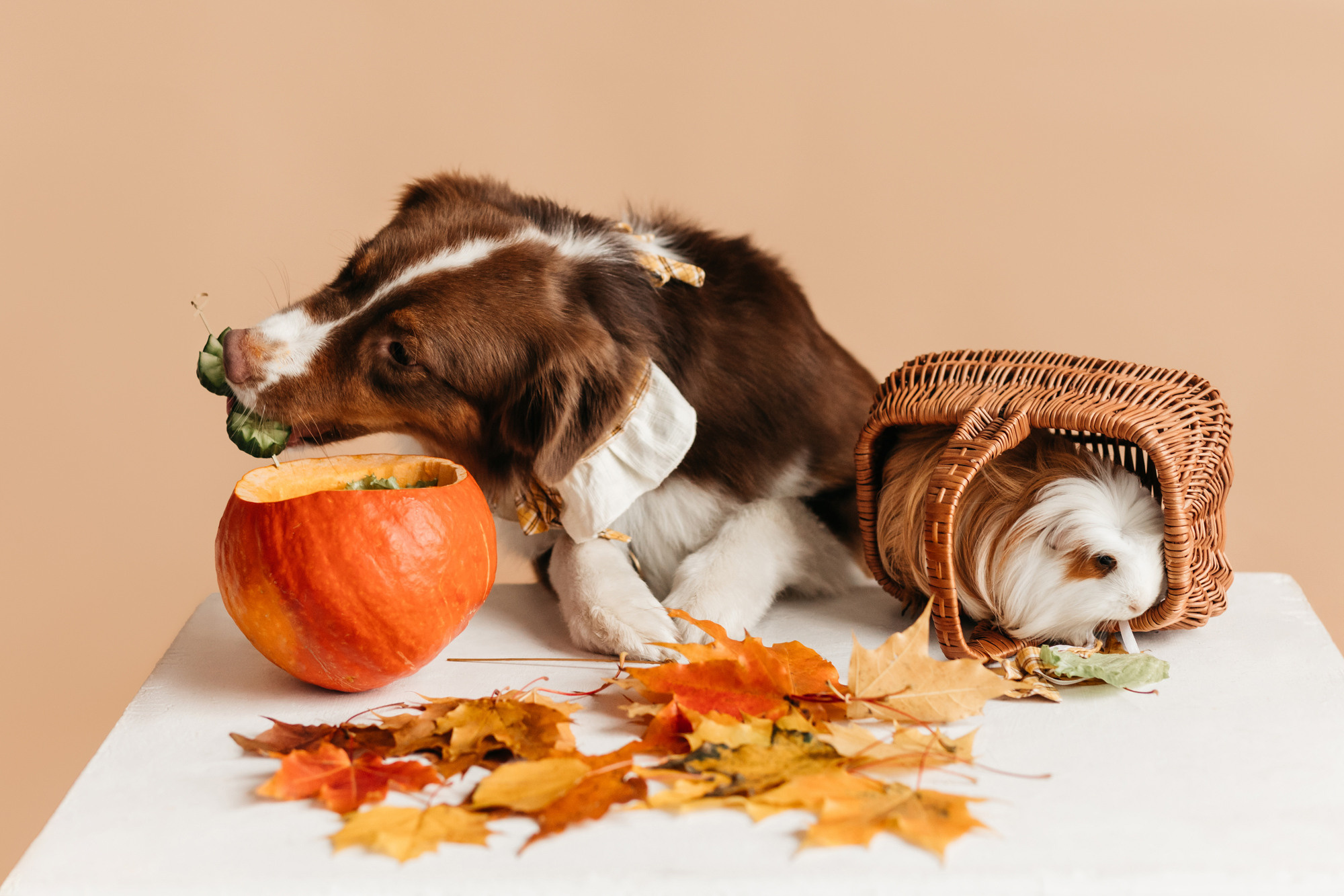 Ками и Кекс. Фотограф-анималист Елена Радченко, Москва
