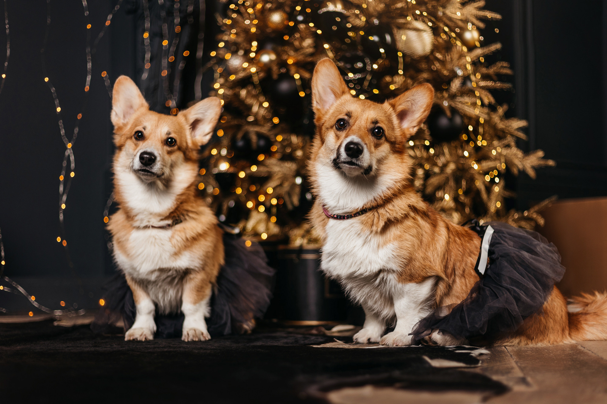 Даша, Мася и Бэси. Фотограф-анималист Елена Радченко, Москва