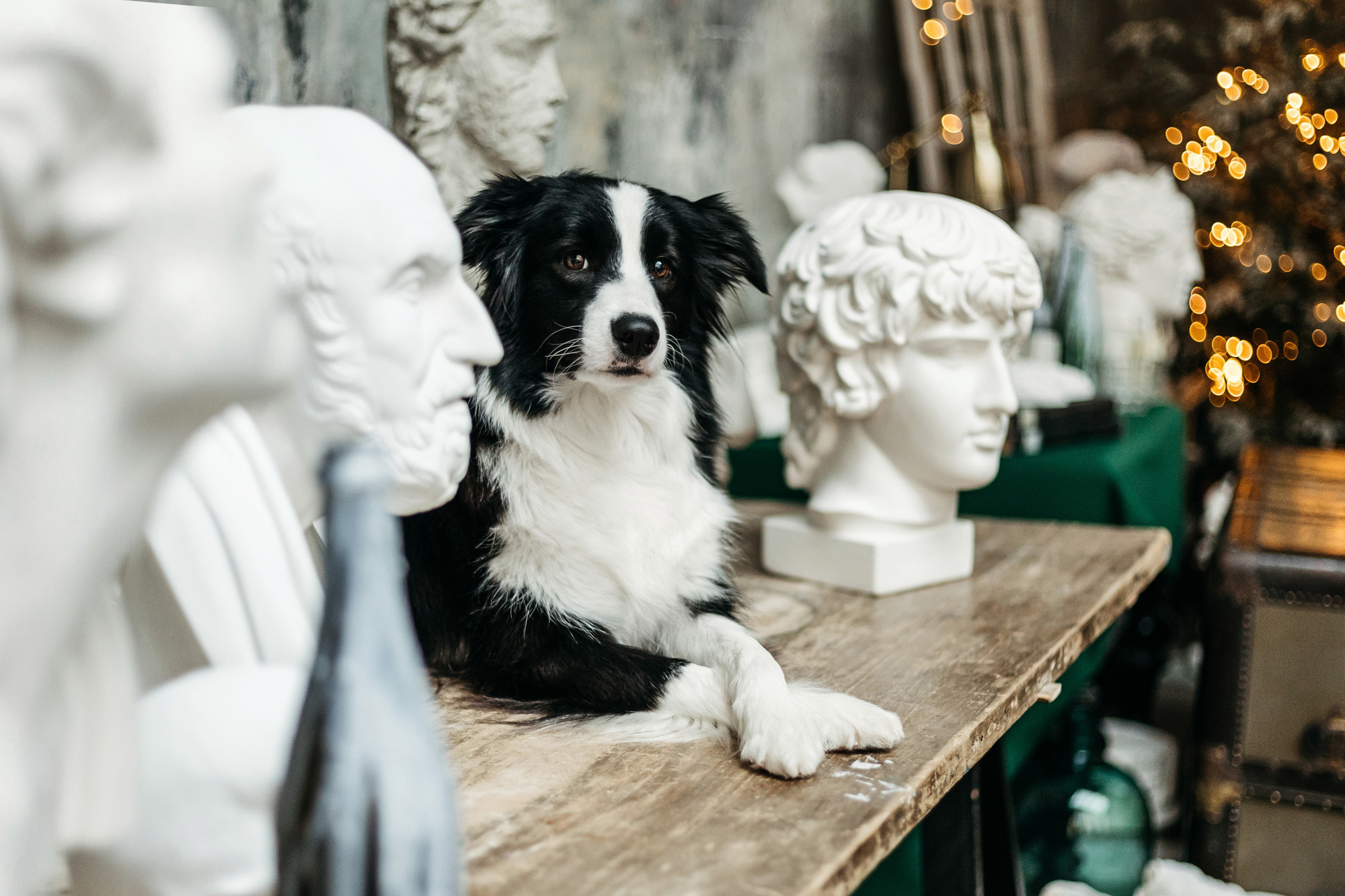 Новогодний фотодень. Фотограф-анималист Елена Радченко, Москва