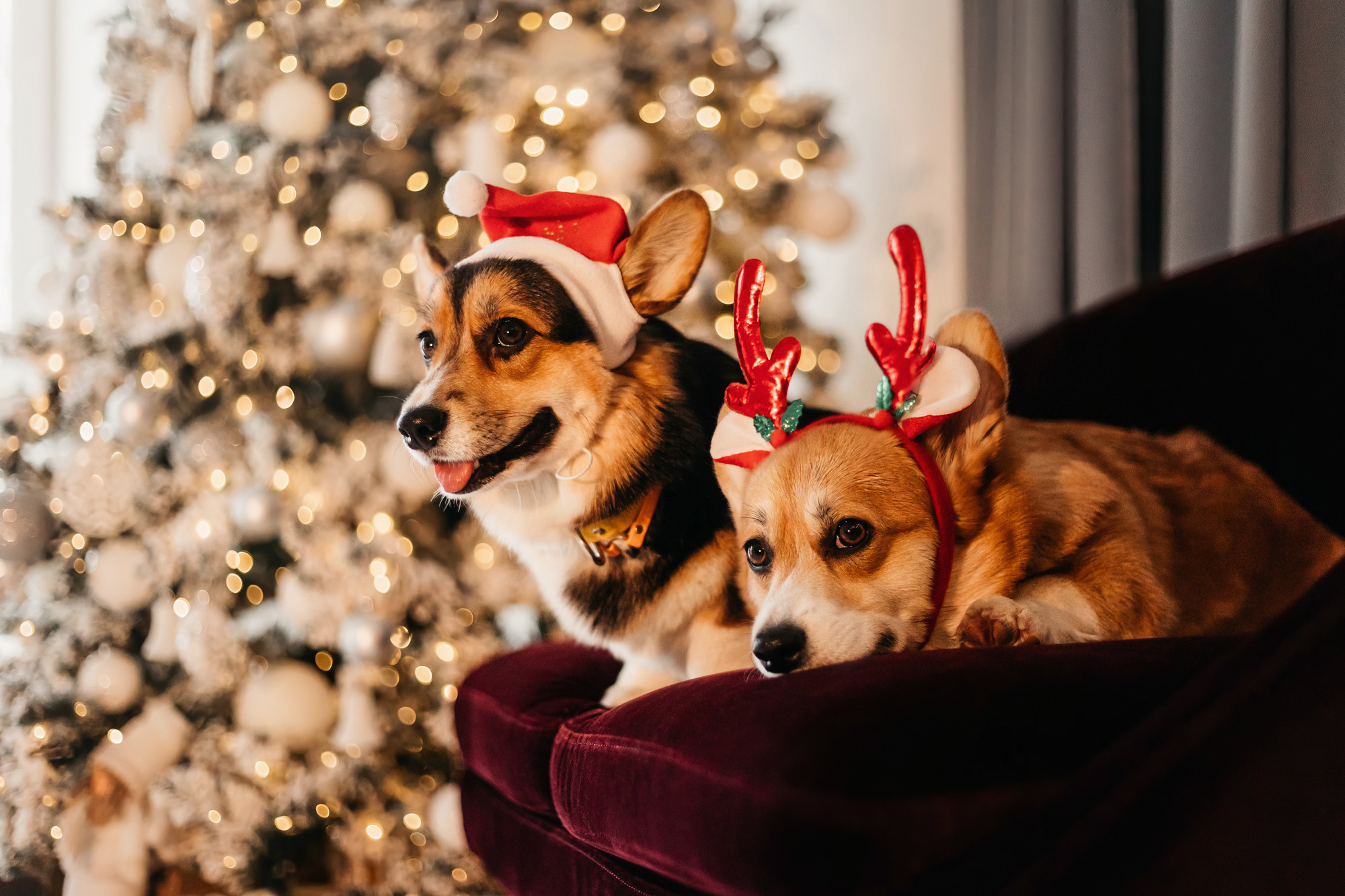 Степаша и Василиса. Фотограф-анималист Елена Радченко, Москва