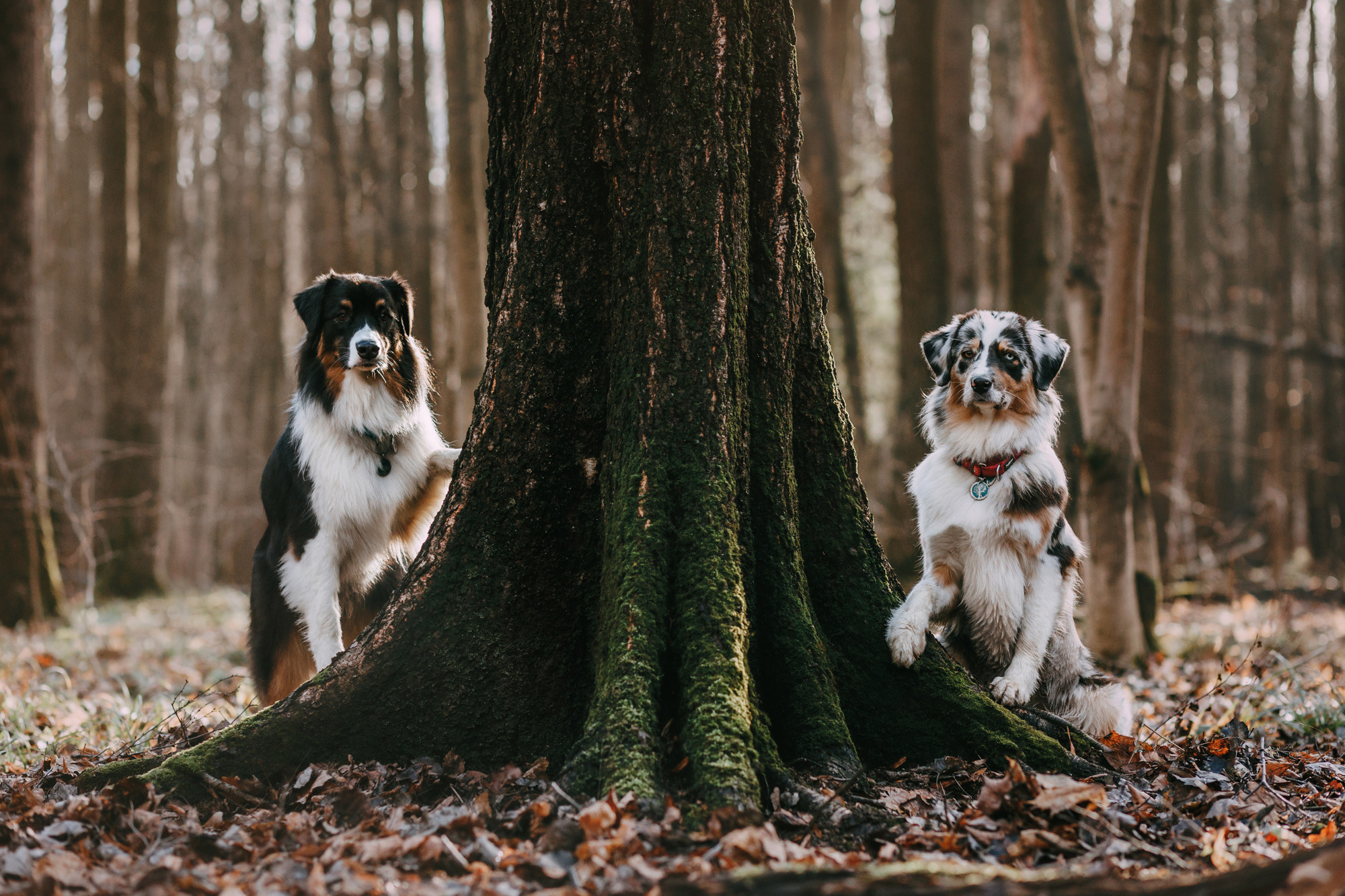 Анна, Чарли и Ева. Фотограф-анималист Елена Радченко, Москва