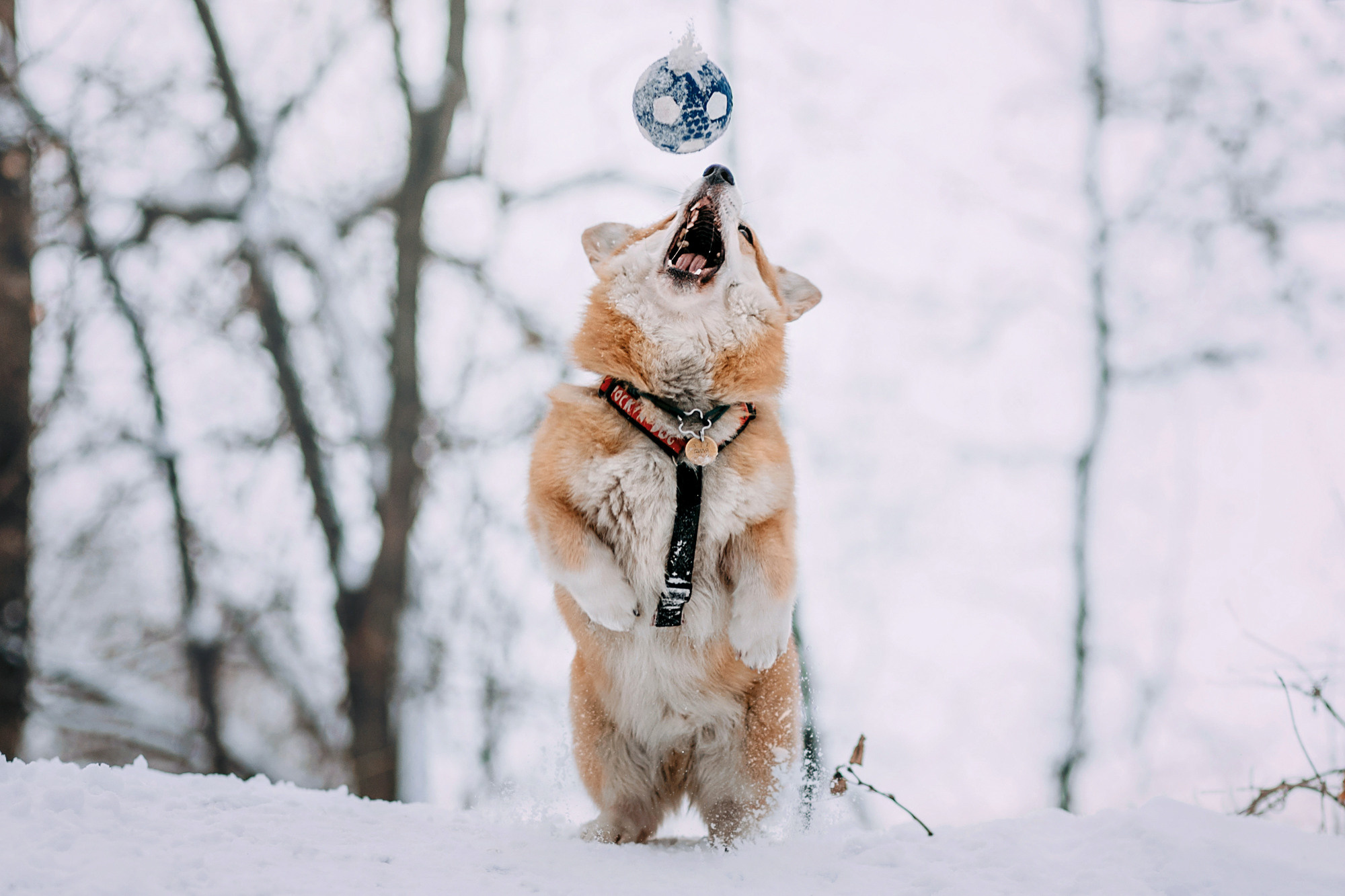Аня и Фил. Фотограф-анималист Елена Радченко, Москва