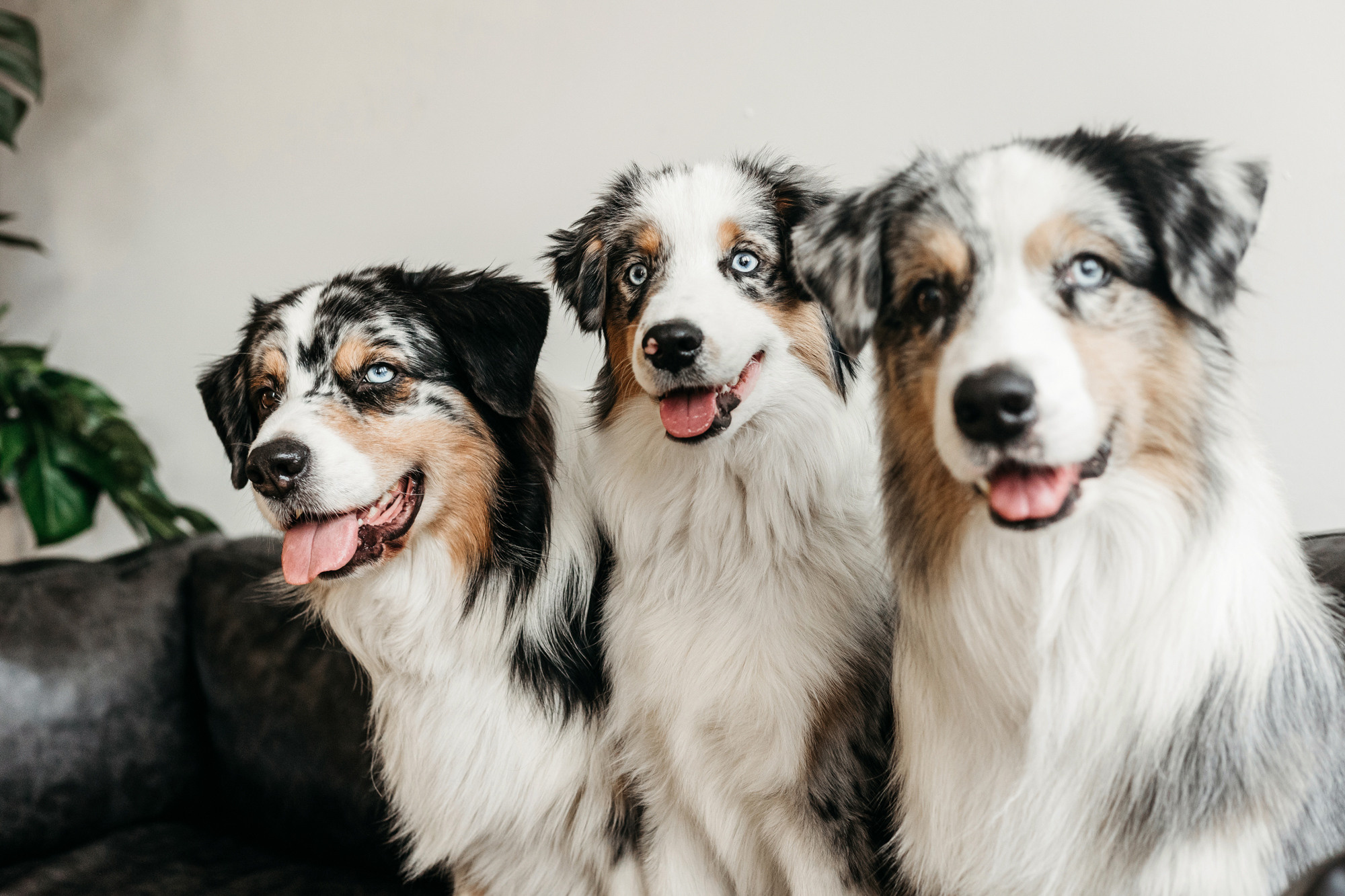 Настя и аусси. Фотограф-анималист Елена Радченко, Москва