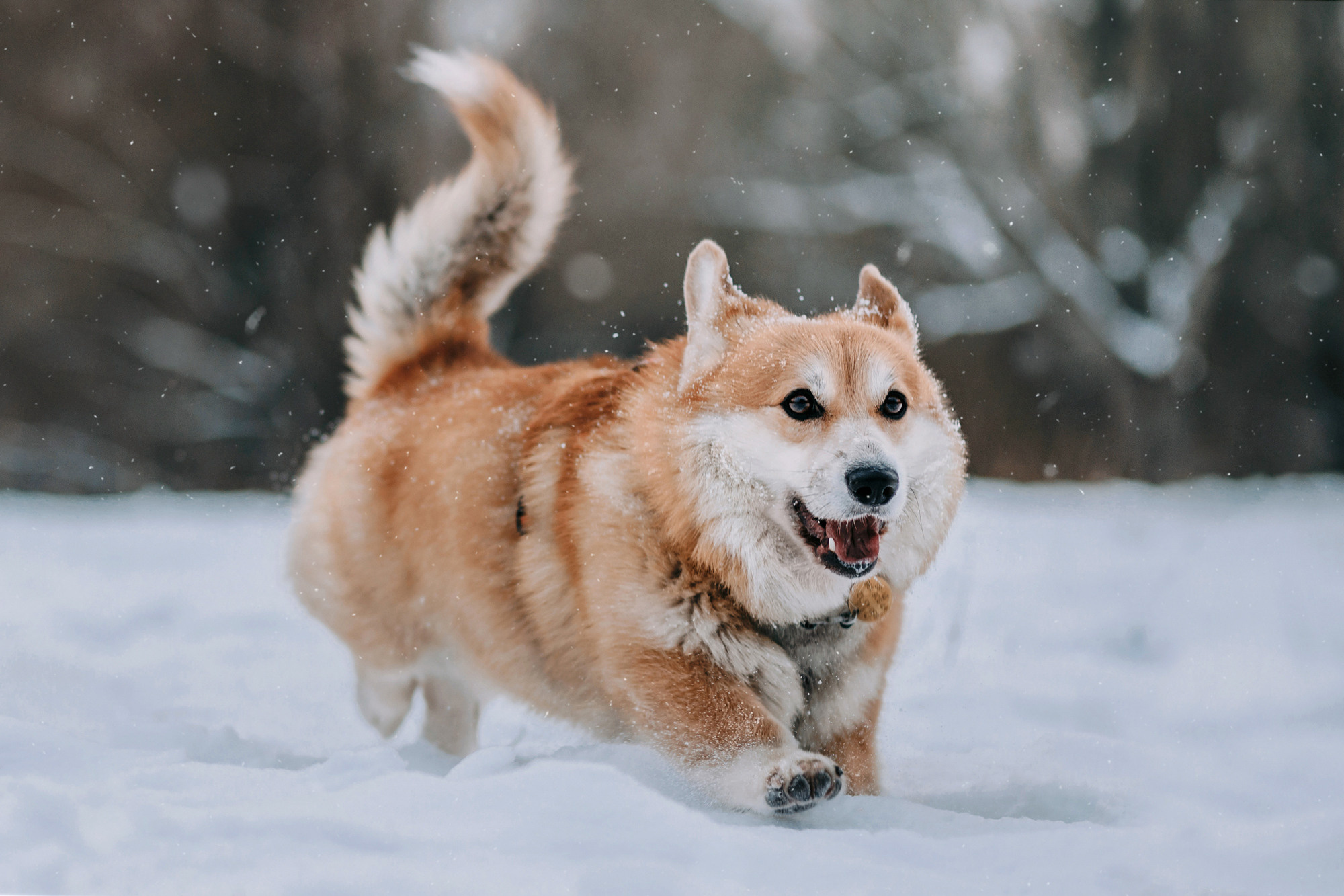 Аня и Фил. Фотограф-анималист Елена Радченко, Москва
