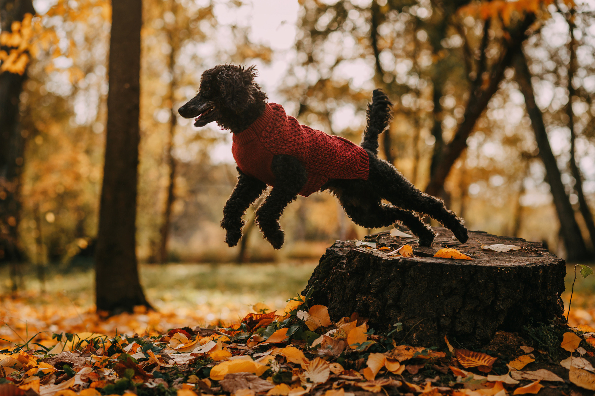 Дарья и Патрик. Фотограф-анималист Елена Радченко, Москва