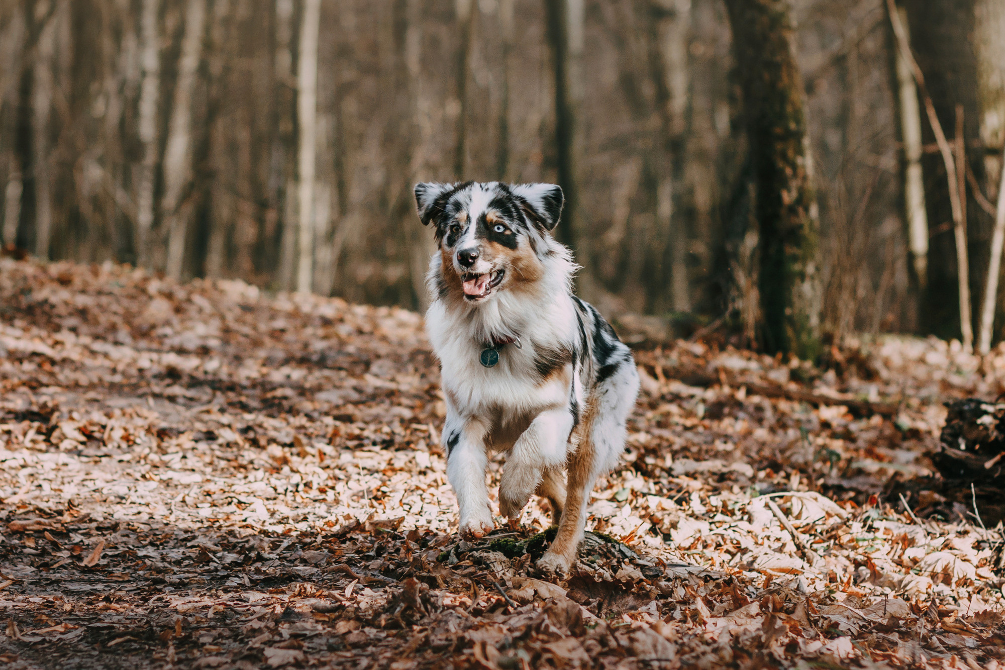 Анна, Чарли и Ева. Фотограф-анималист Елена Радченко, Москва