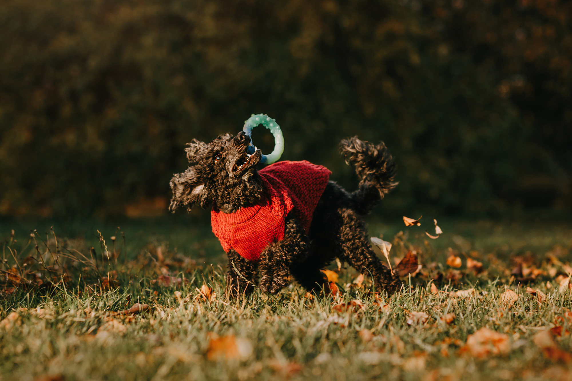 Дарья и Патрик. Фотограф-анималист Елена Радченко, Москва