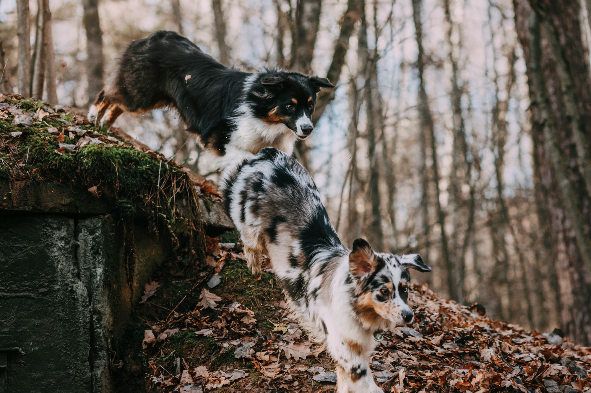Анна, Чарли и Ева. Фотограф-анималист Елена Радченко, Москва