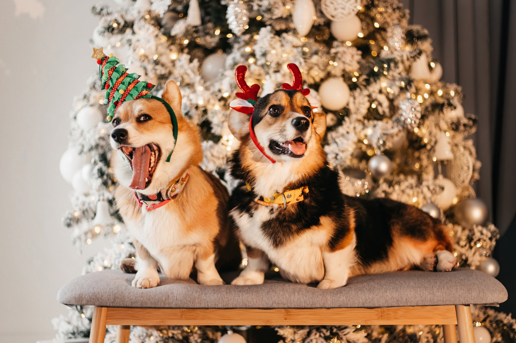 Степаша и Василиса. Фотограф-анималист Елена Радченко, Москва