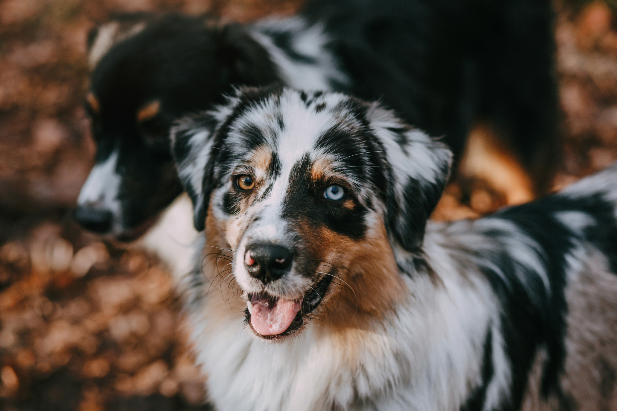 Анна, Чарли и Ева. Фотограф-анималист Елена Радченко, Москва