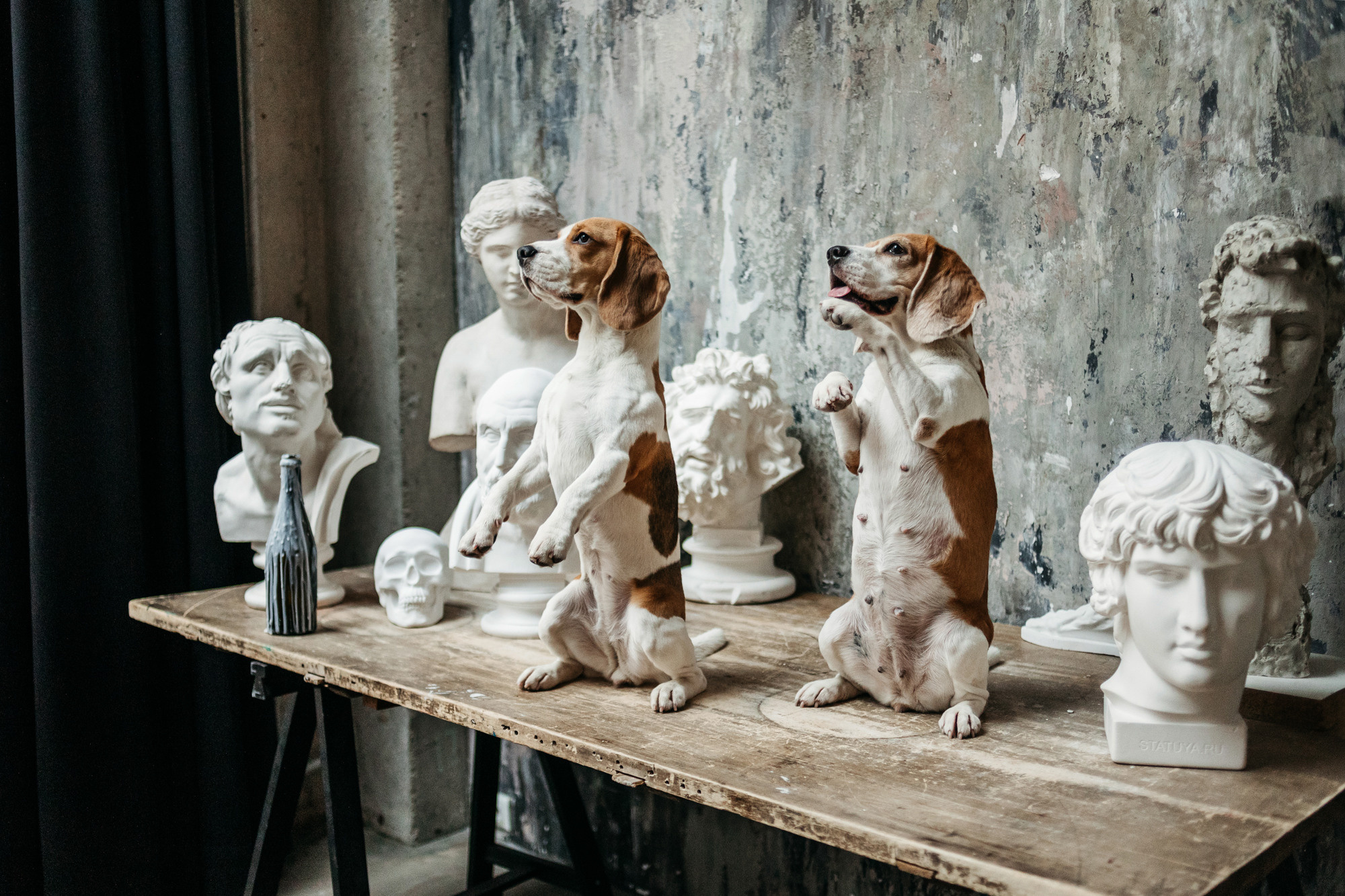 Новогодний фотодень. Фотограф-анималист Елена Радченко, Москва