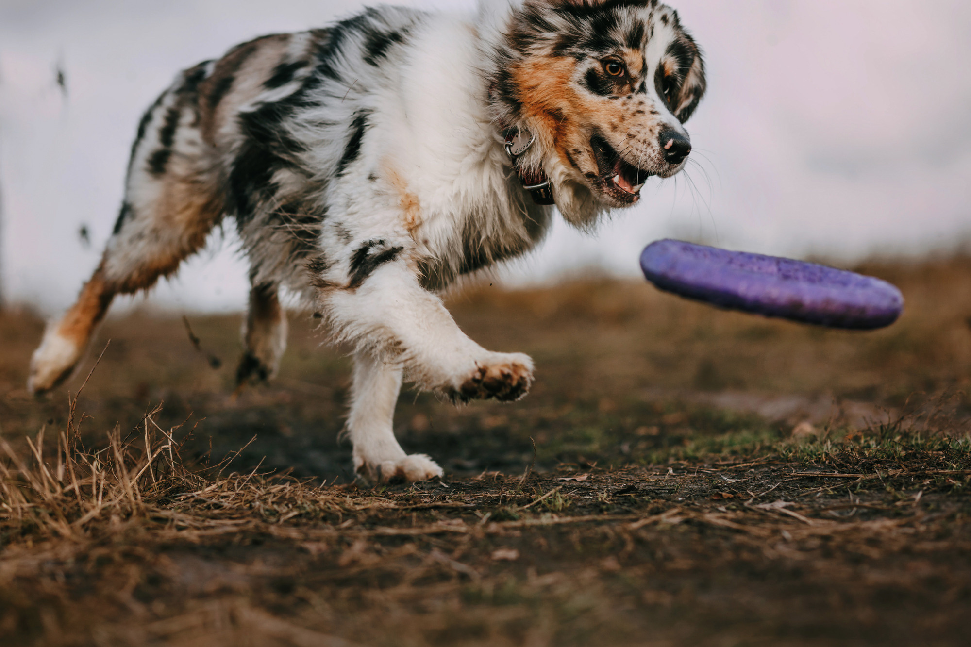 Анна, Чарли и Ева. Фотограф-анималист Елена Радченко, Москва