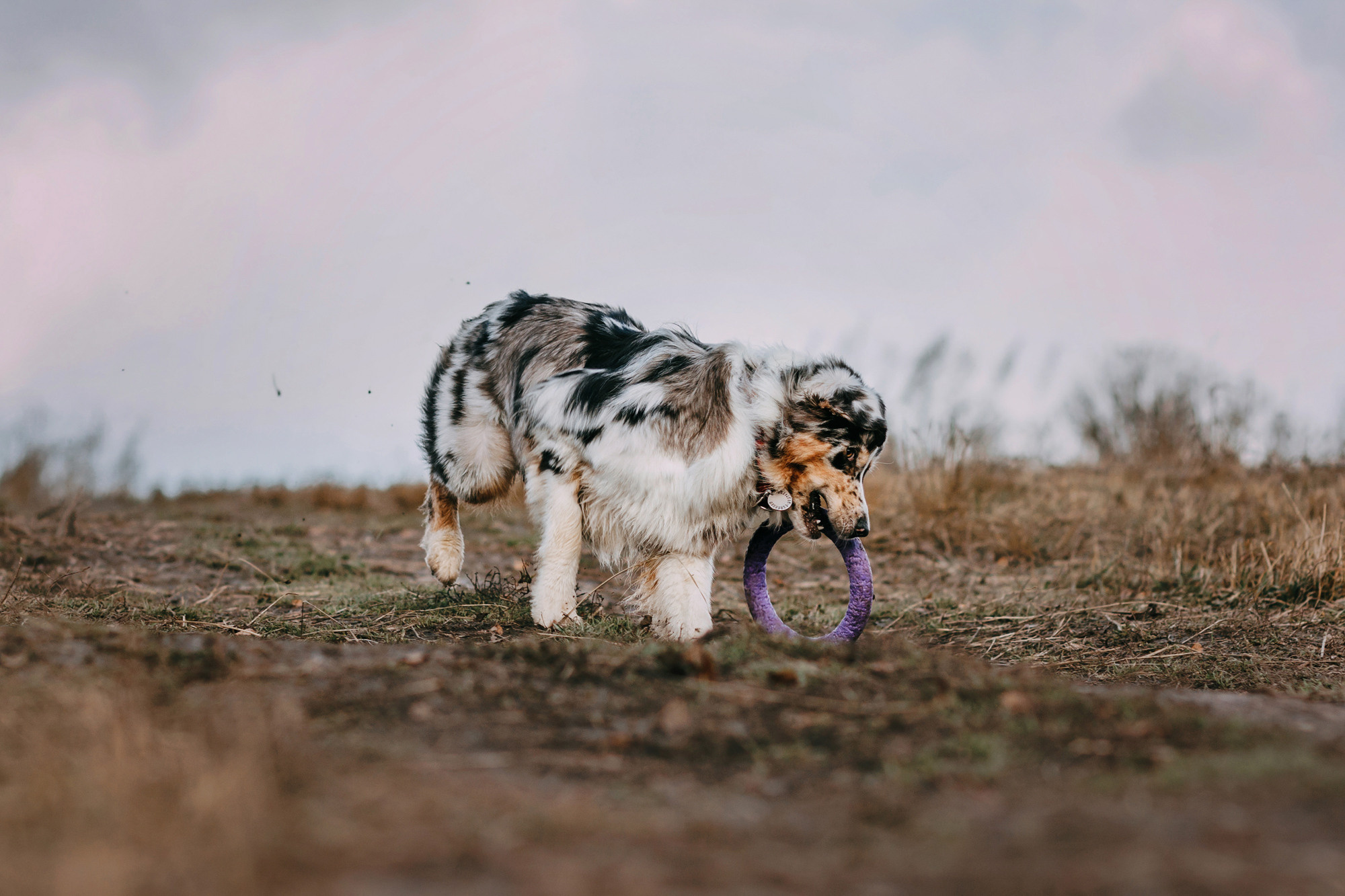 Анна, Чарли и Ева. Фотограф-анималист Елена Радченко, Москва