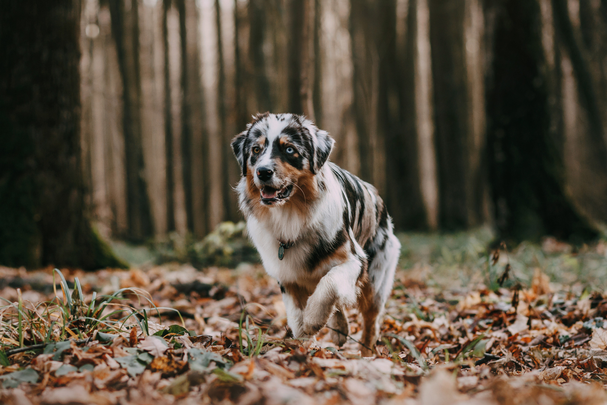 Анна, Чарли и Ева. Фотограф-анималист Елена Радченко, Москва
