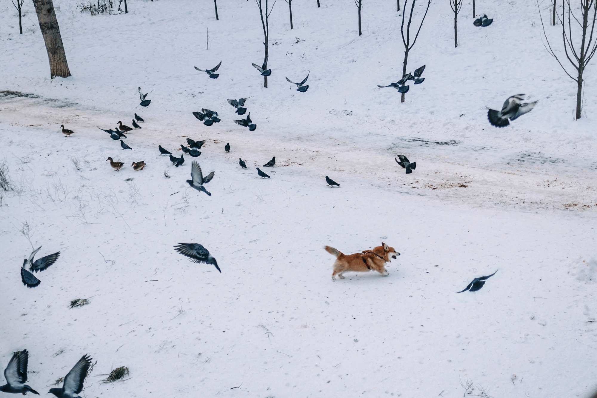 Аня и Фил. Фотограф-анималист Елена Радченко, Москва