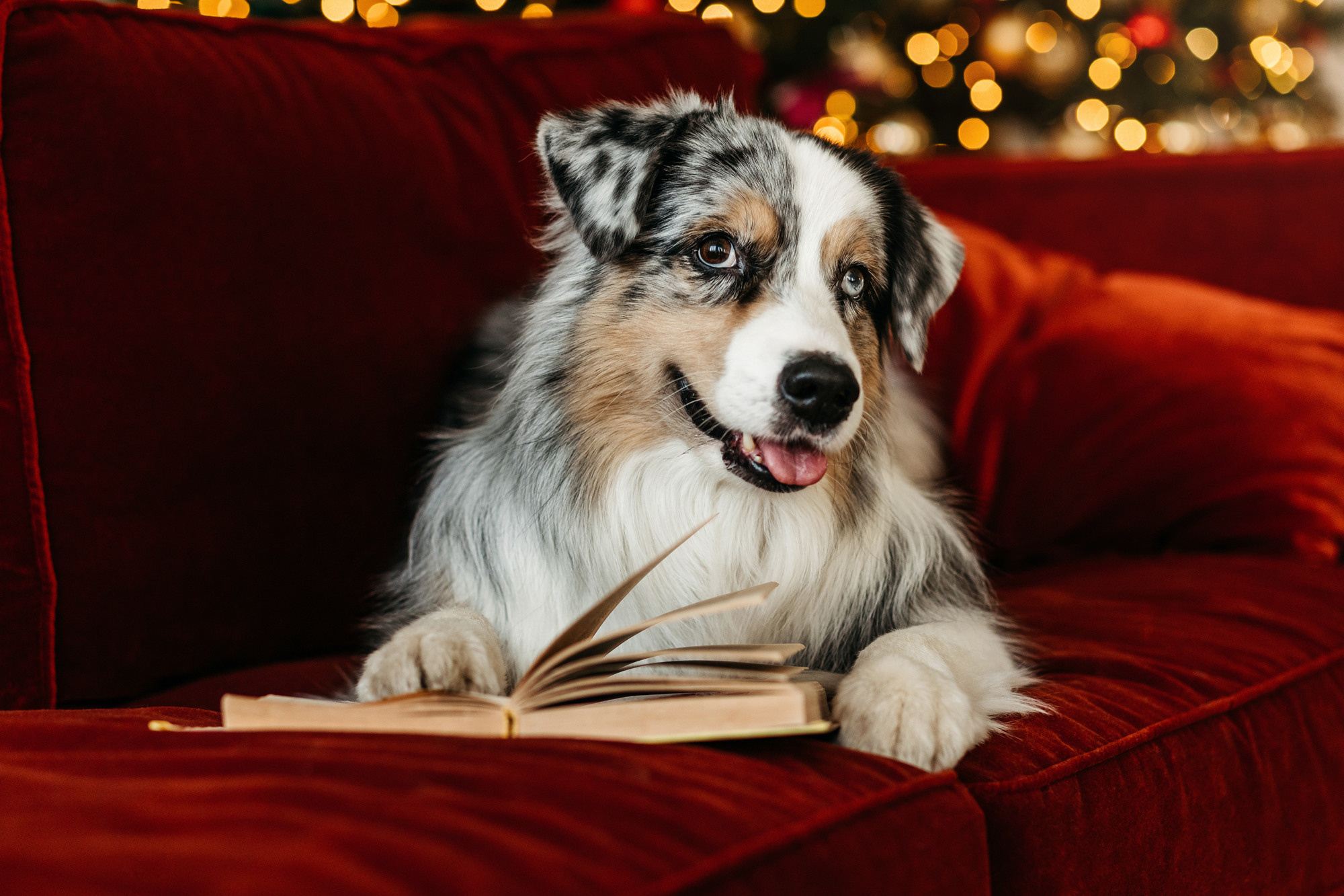Настя и аусси. Фотограф-анималист Елена Радченко, Москва