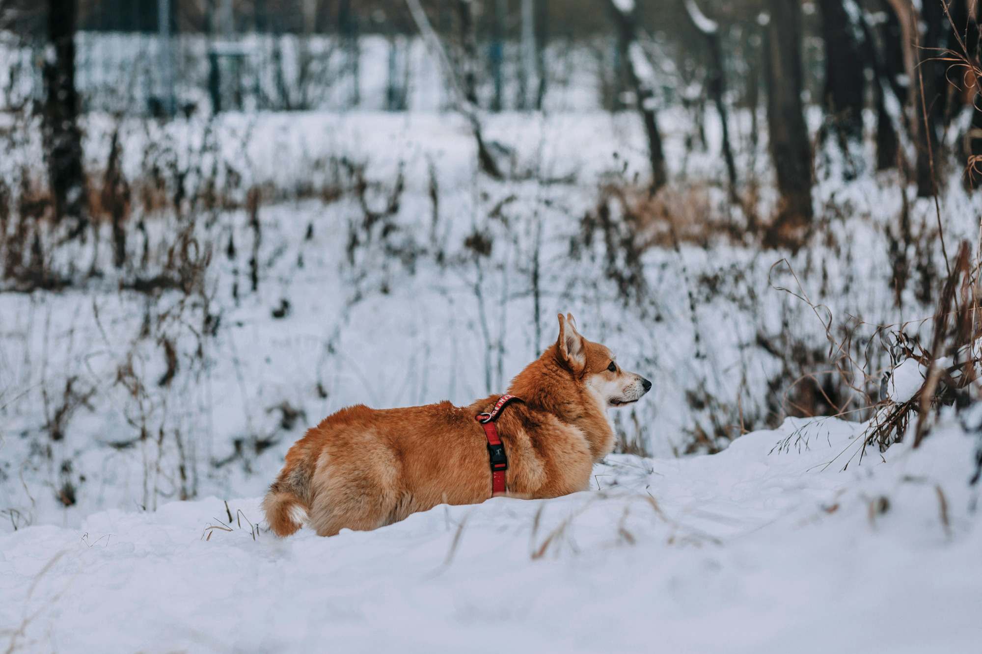 Аня и Фил. Фотограф-анималист Елена Радченко, Москва