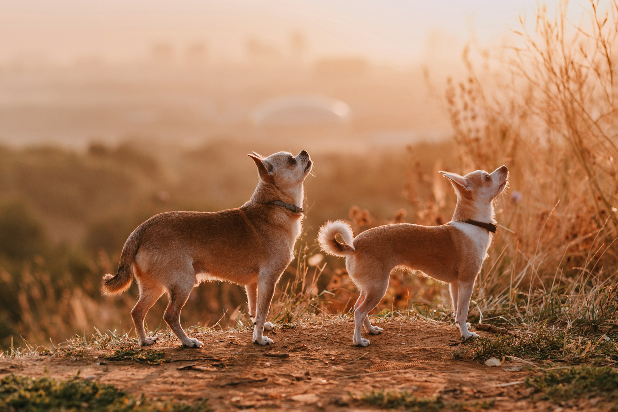Наталья, Курт и Джуля. Фотограф-анималист Елена Радченко, Москва