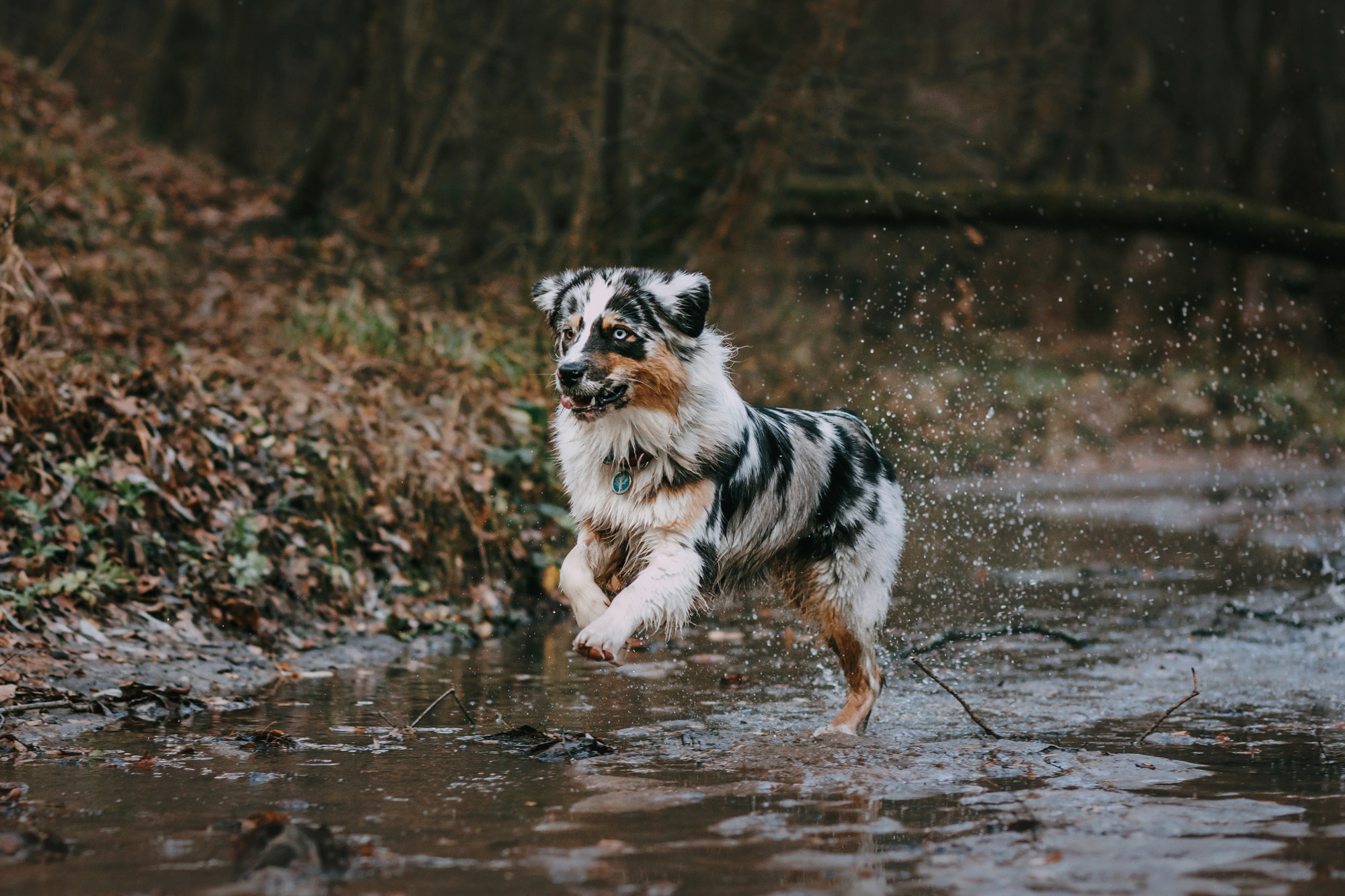 Анна, Чарли и Ева. Фотограф-анималист Елена Радченко, Москва