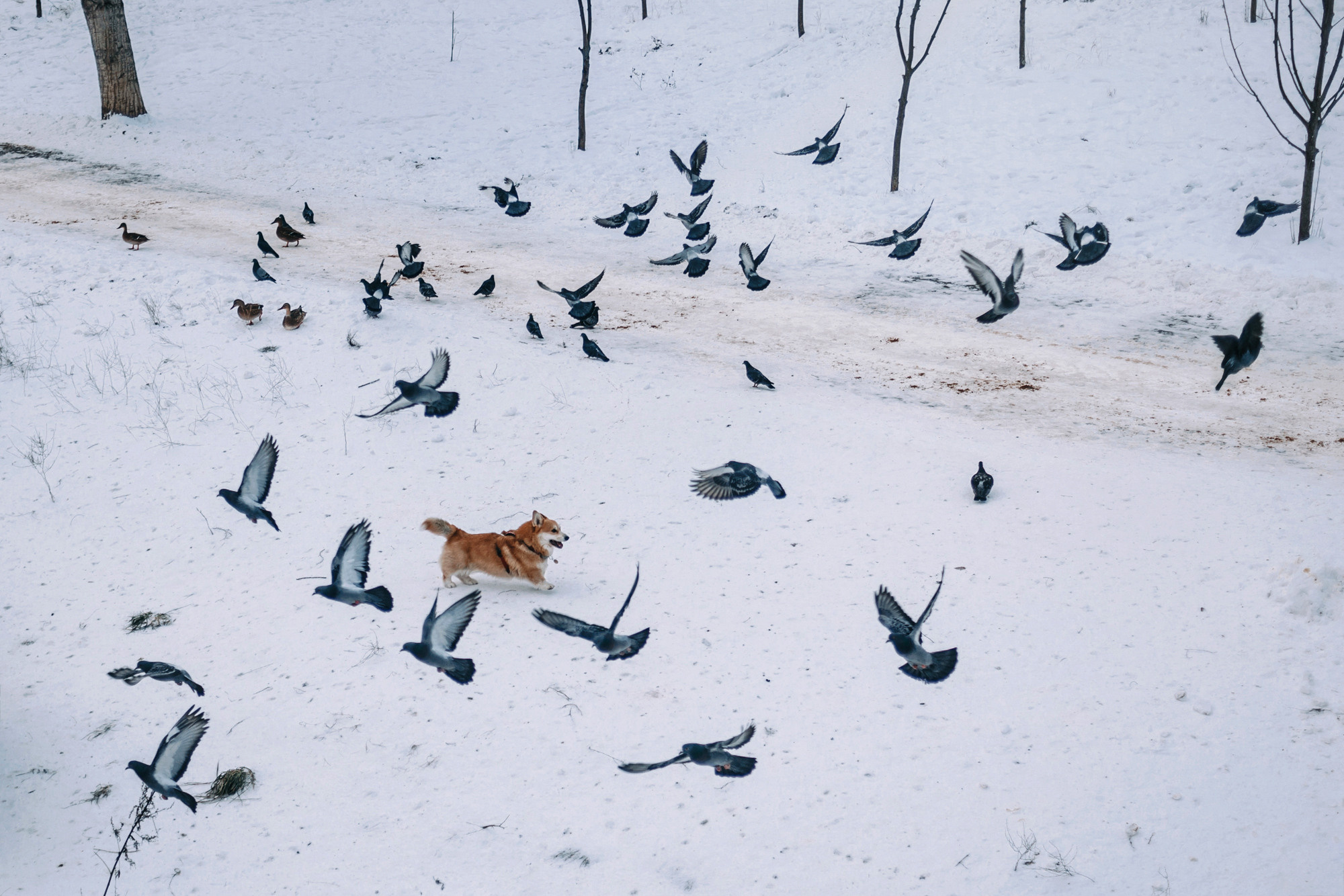 Аня и Фил. Фотограф-анималист Елена Радченко, Москва