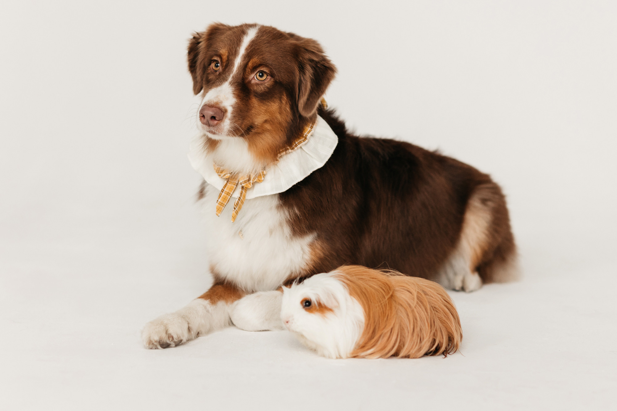 Ками и Кекс. Фотограф-анималист Елена Радченко, Москва