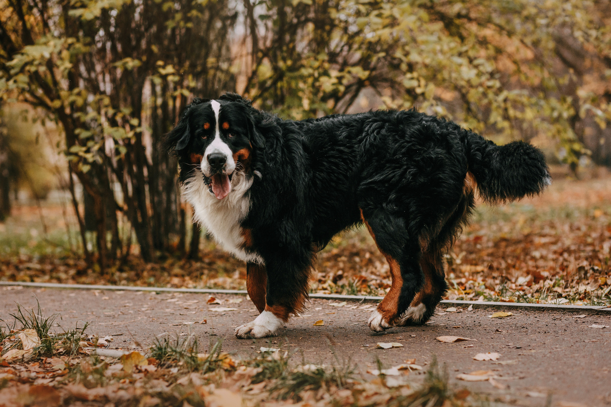 Ира и Бергамот. Фотограф-анималист Елена Радченко, Москва
