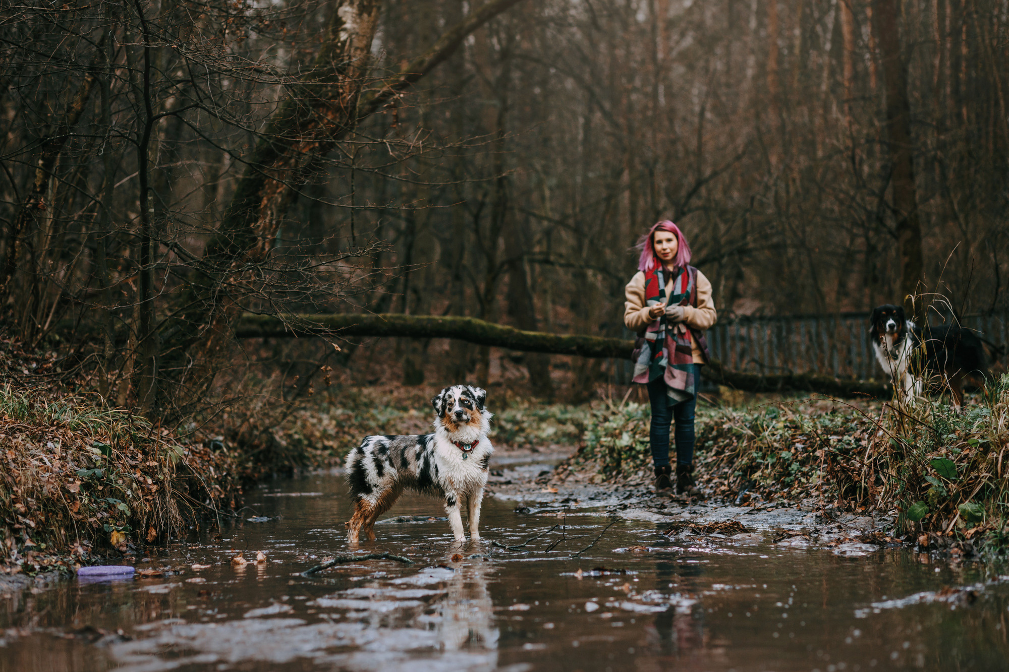 Анна, Чарли и Ева. Фотограф-анималист Елена Радченко, Москва