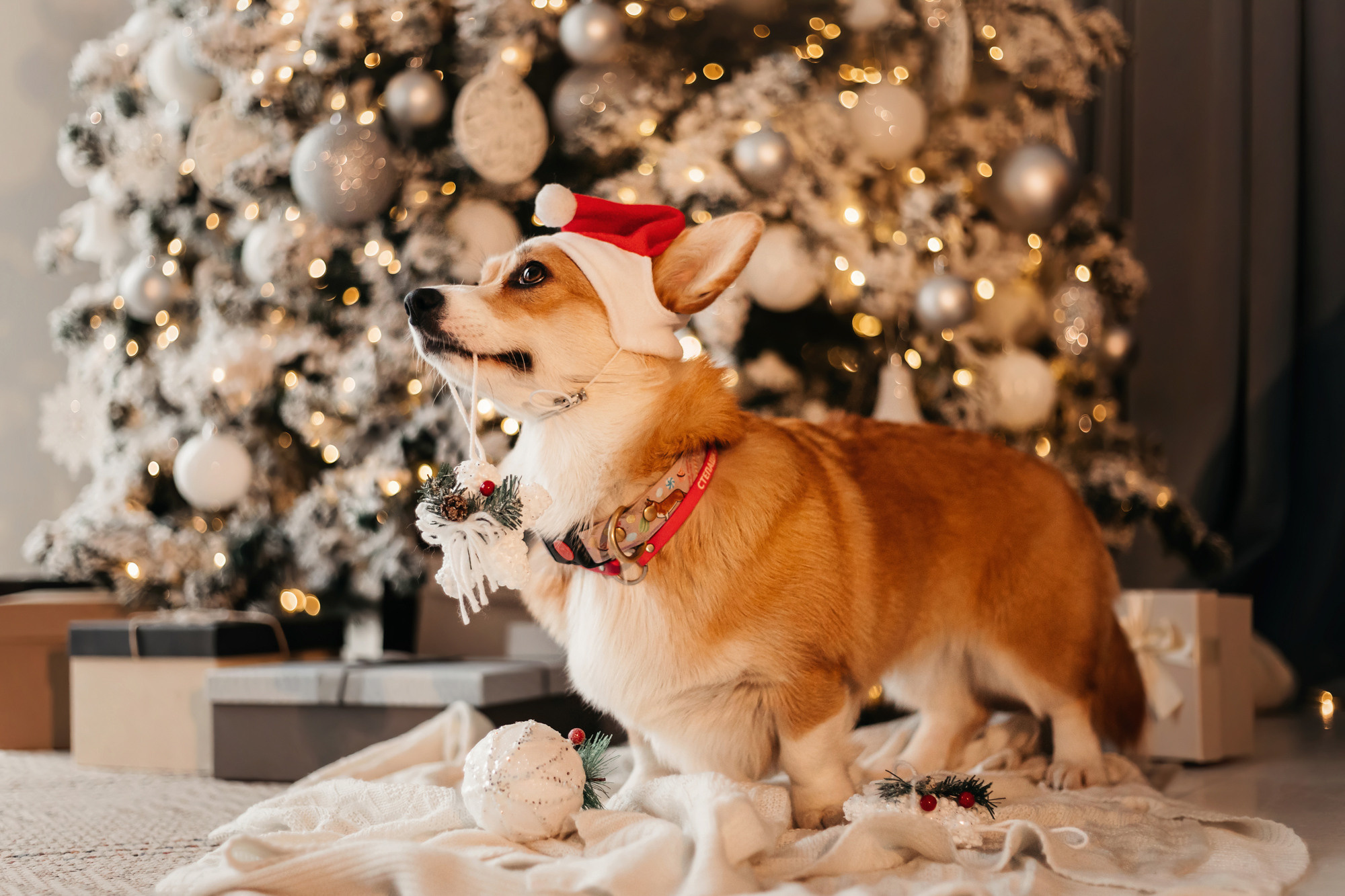 Степаша и Василиса. Фотограф-анималист Елена Радченко, Москва