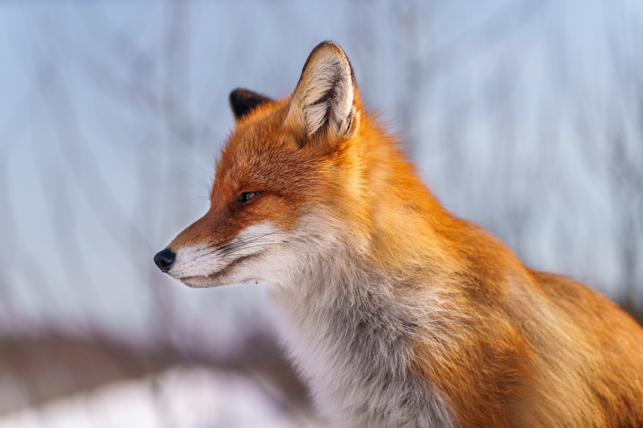 Animals — Животные