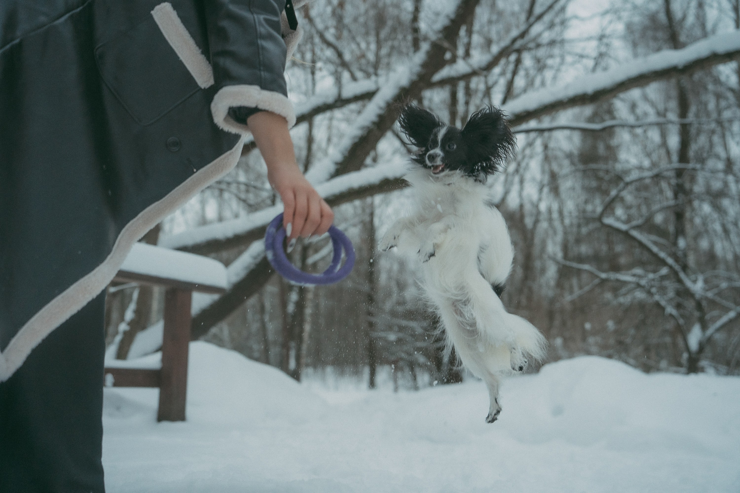 Альбина и Амелия. Фотограф анималист в Москве и Санкт-Петербурге Свиридова Анна
