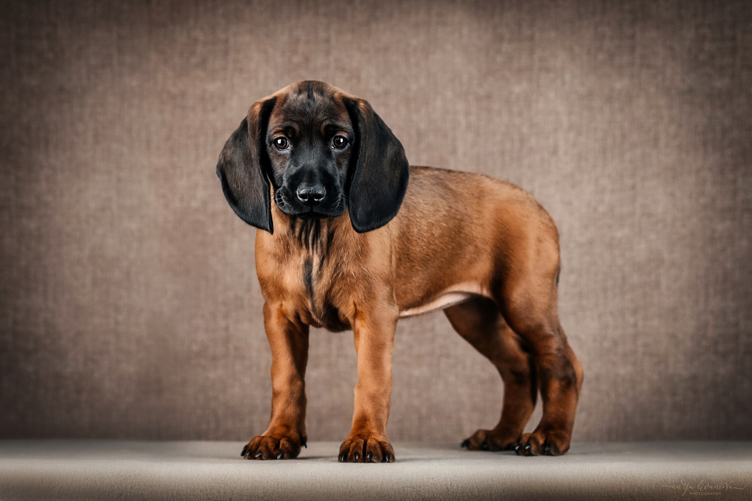 Баварские гончие. Фотограф анималист Аня Ливанова | Рыбинск