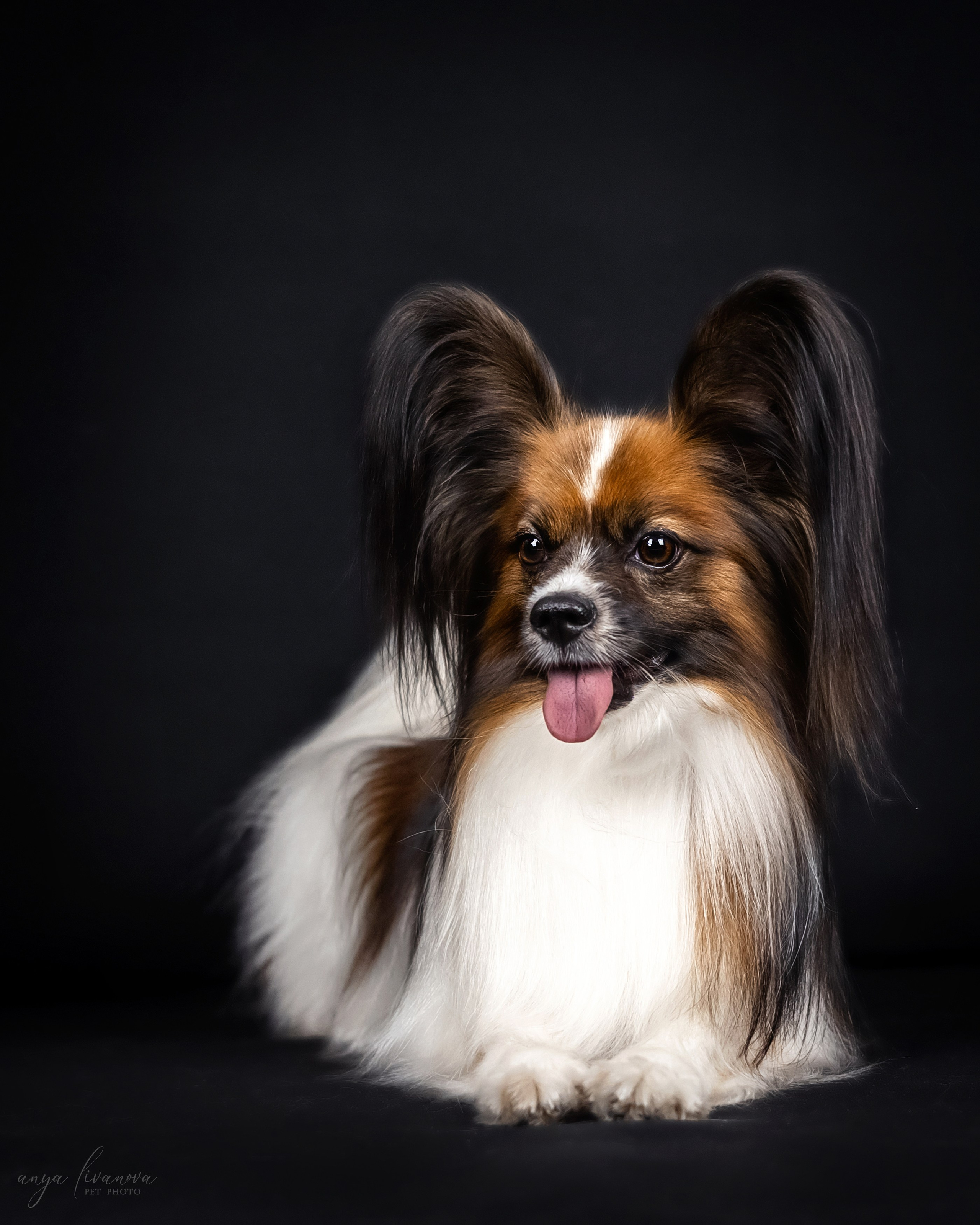 Террик. Фотограф анималист Аня Ливанова | Рыбинск