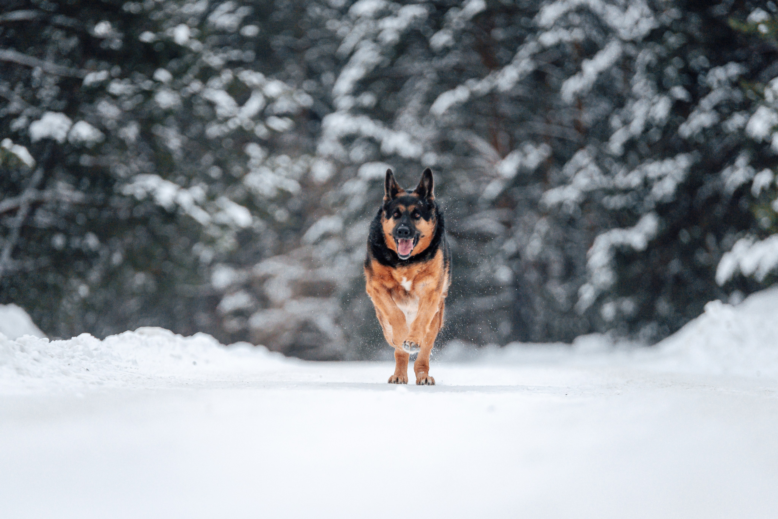 Светлана, Альфа и кошки ✨. Фотограф-анималист Анастасия Парфенова|Екатеринбург