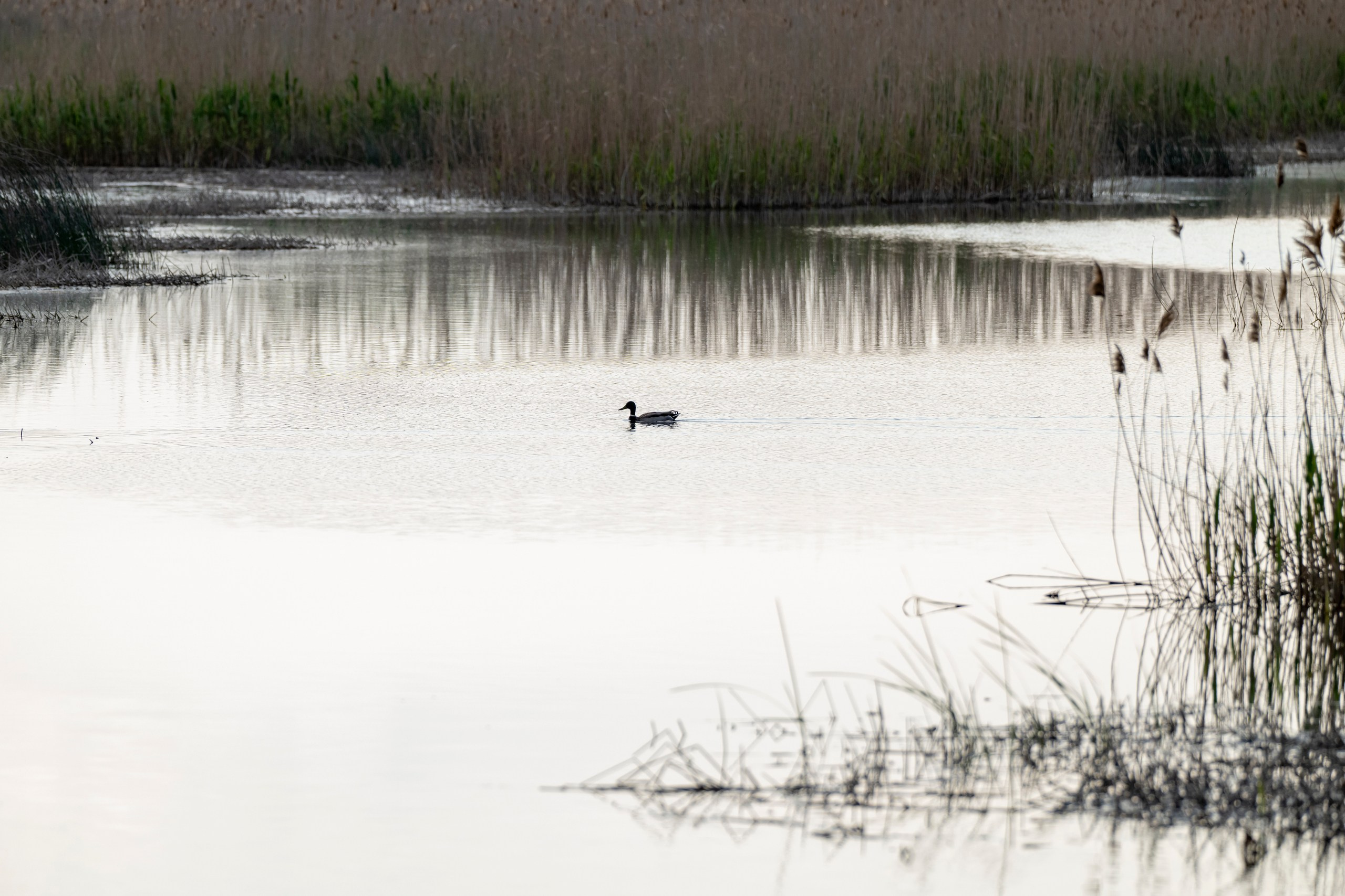 Дикая природа Дагестана. Май 2025 г. Foto-Zuev фотография как искусство