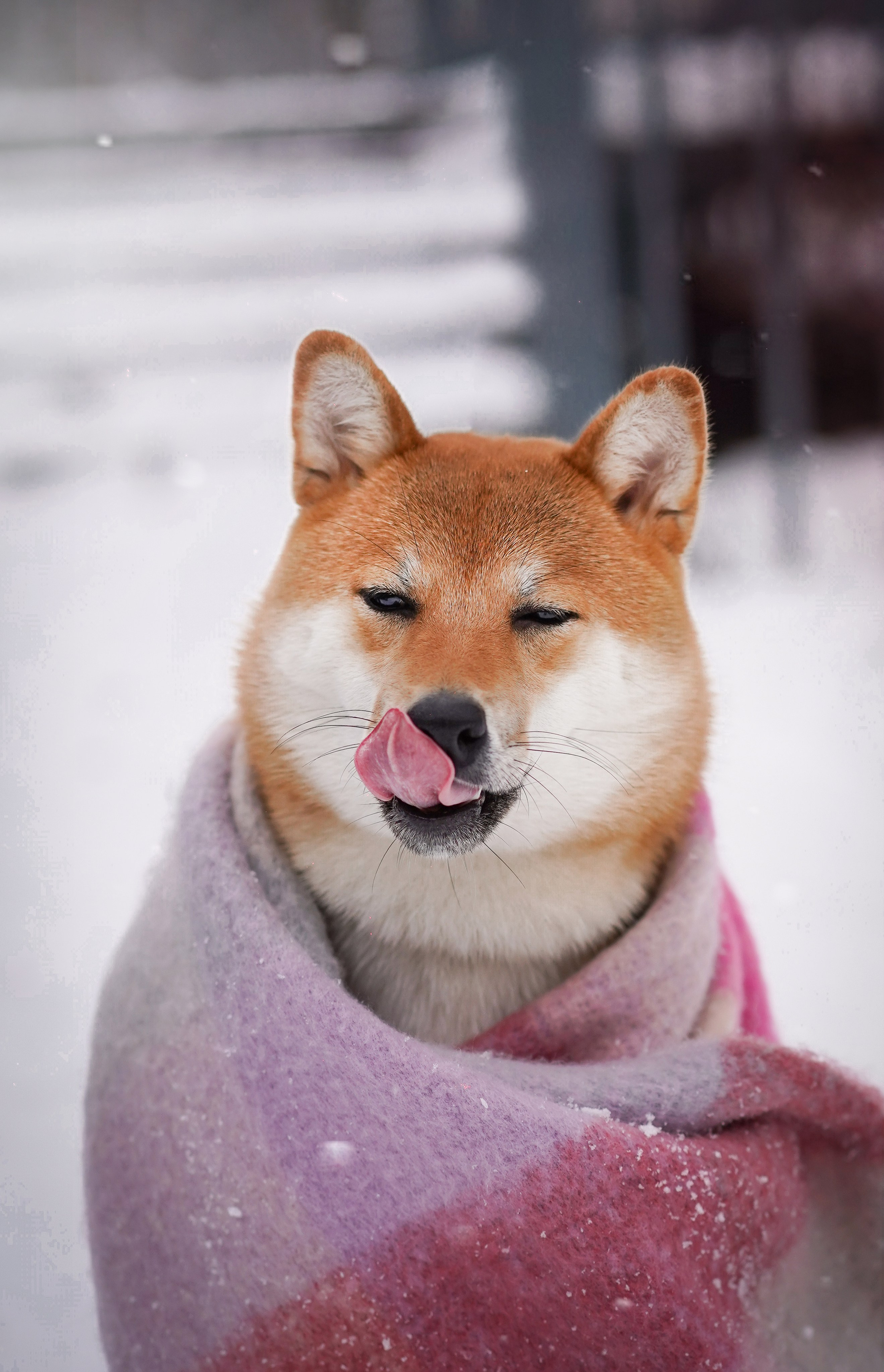 Алина и Юми. Фотограф-анималист в Санкт-Петербурге Яна Мартынова