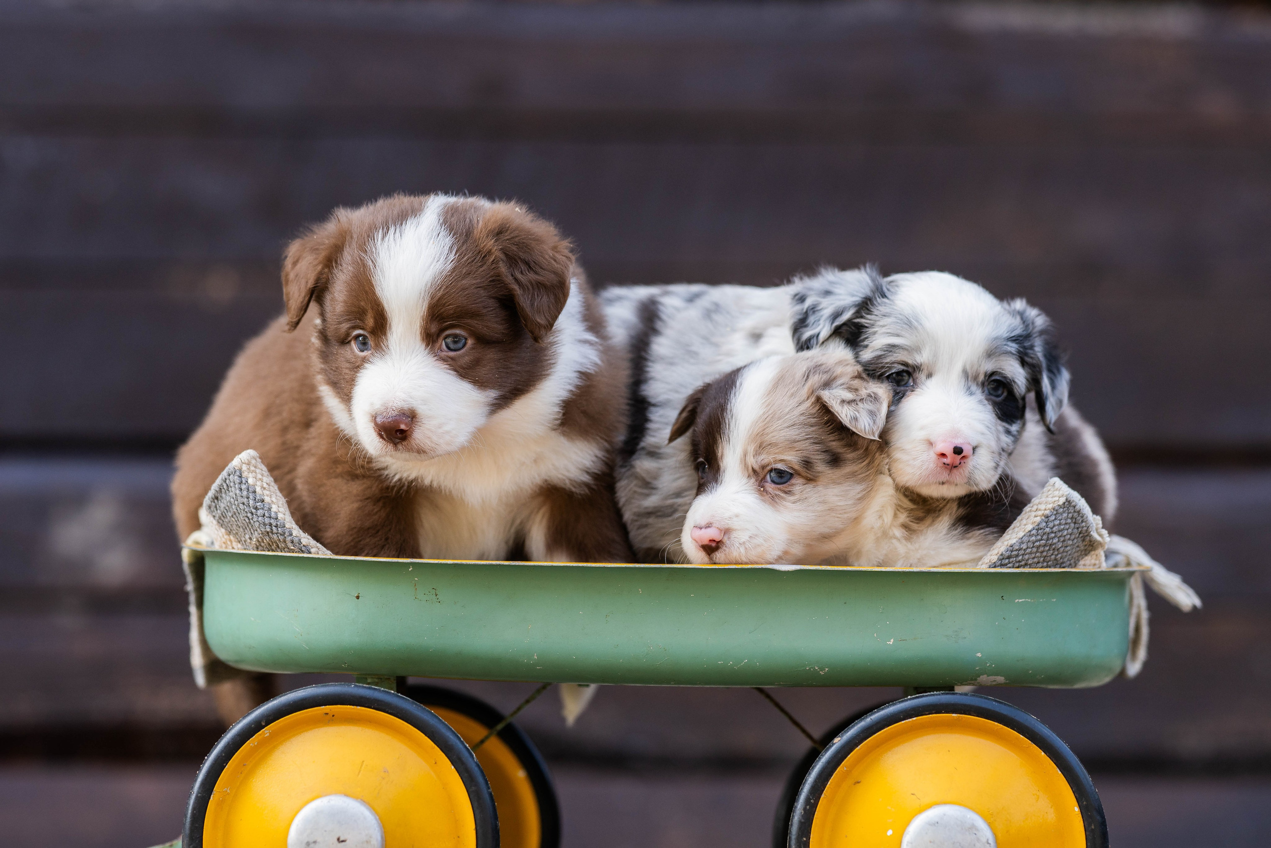 Фритсвит. Семейный фотограф Ефремова Виктория