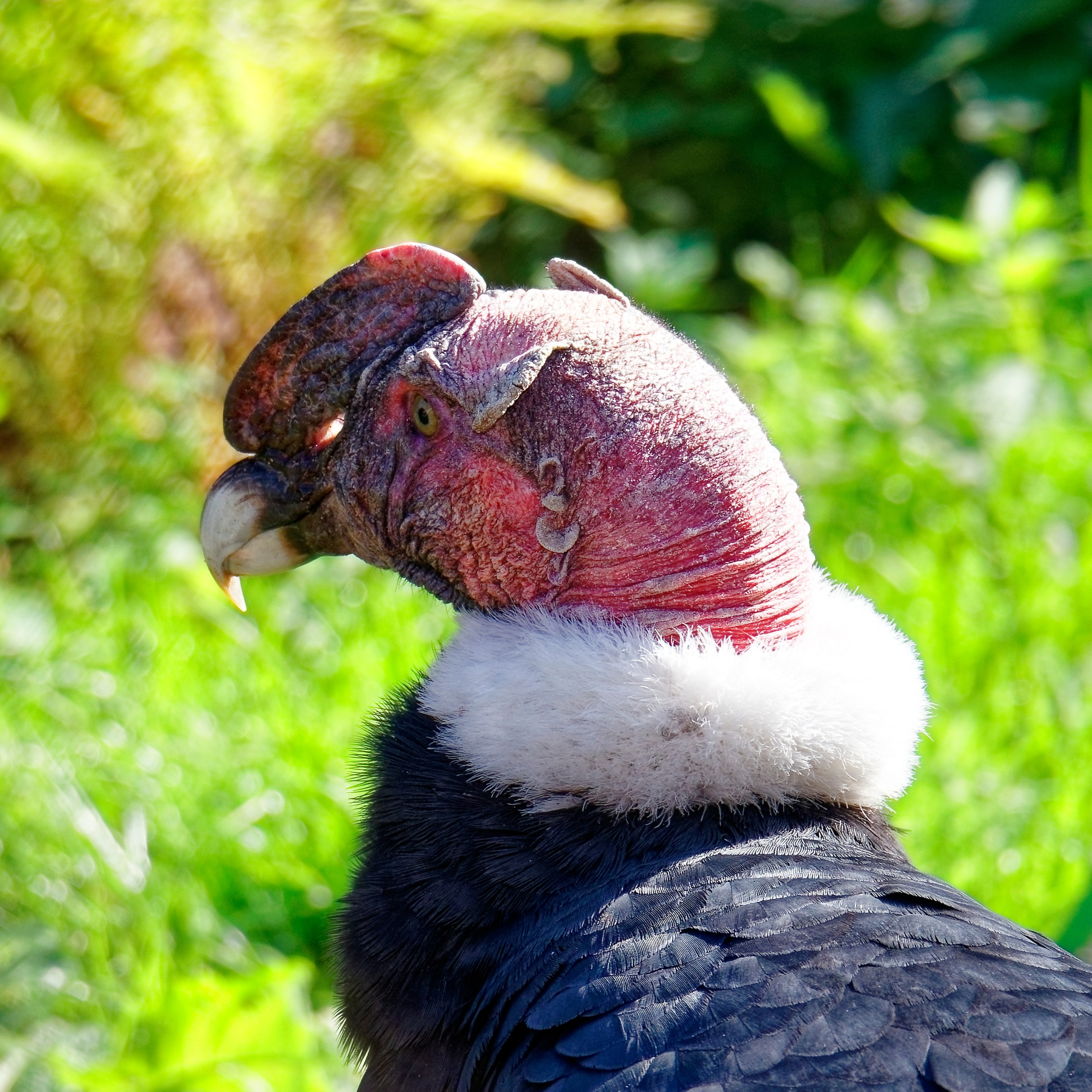 МОСКОВСКИЙ ЗООПАРК. Фотограф Владимир Роля