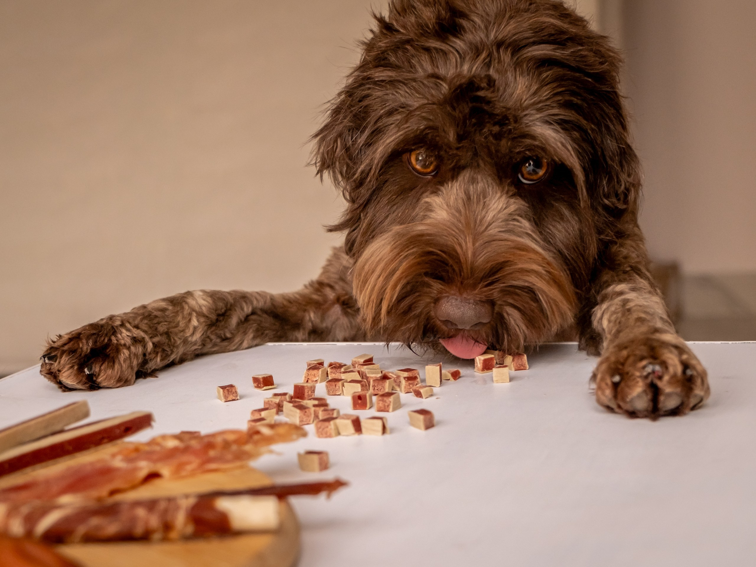 Съёмка для рекламы лакомства для собак (для Марии)!. Зоофотограф, фотограф животных в Москве и области Дина Дамоцева