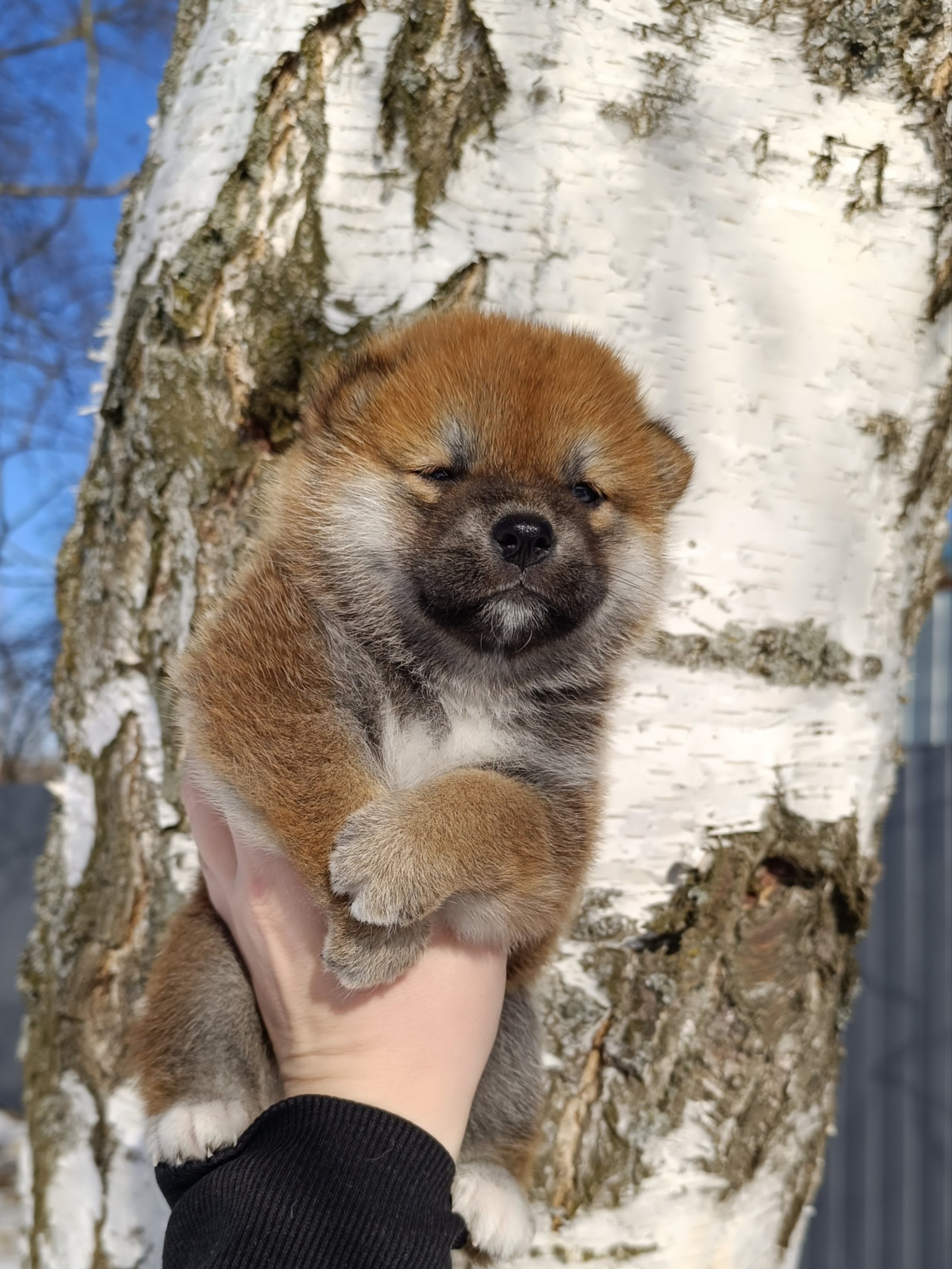 сиба питомник Рубилайт щенки на продажу rubylight  сиба щенки купить СПб Санкт-Петербург 