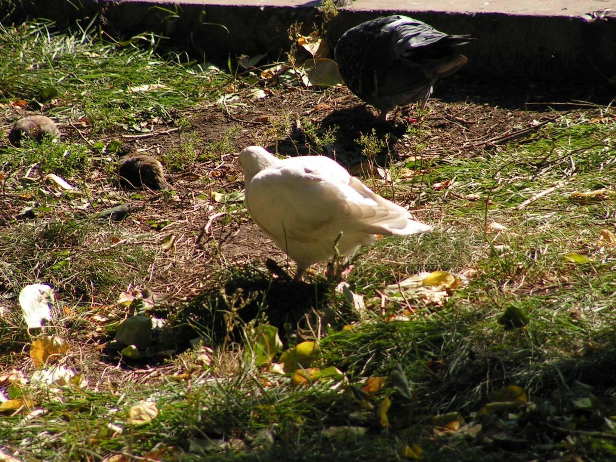 Песочные фигуры с Рускалевы 20.09.2009. Семейный, Свадебный фотограф СПБ Питер— Романова Екатерина