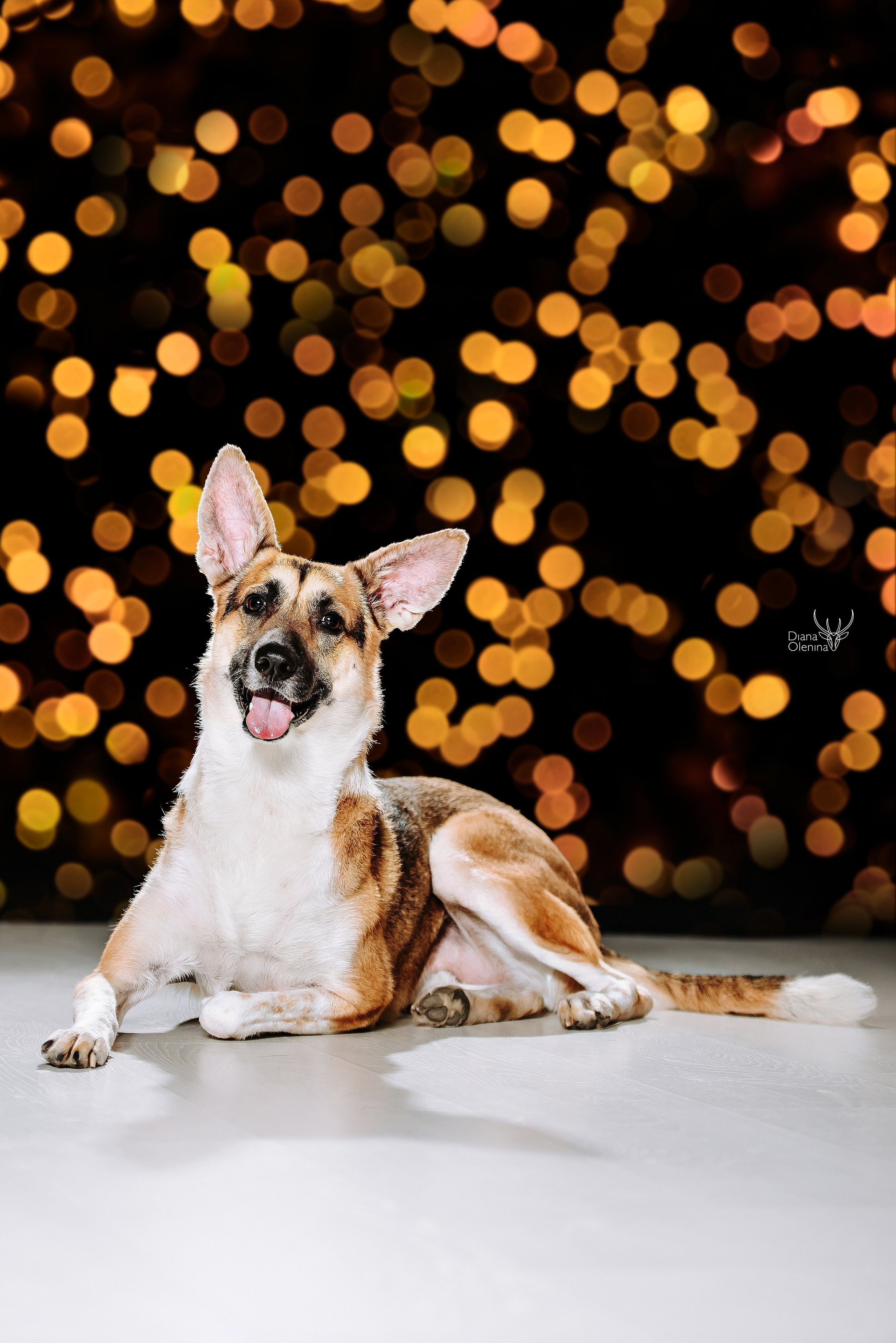 Собаки фоны. Фотограф Диана Оленина Красноярск / Братск