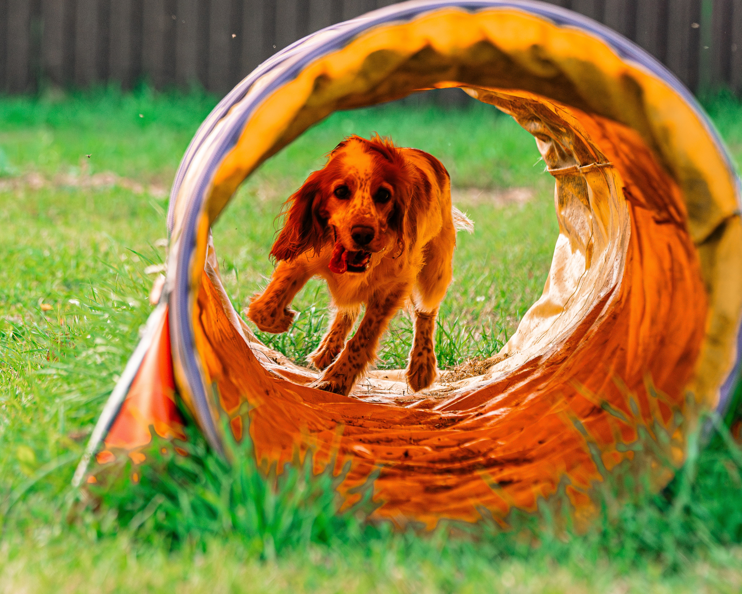 Ваш путь к ПОБЕДЕ (ТРЕНИРОВКИ). Фотограф-анималист, семейный фотограф в Москве и Подмосковье. Фотосъёмка кинологических дисциплин