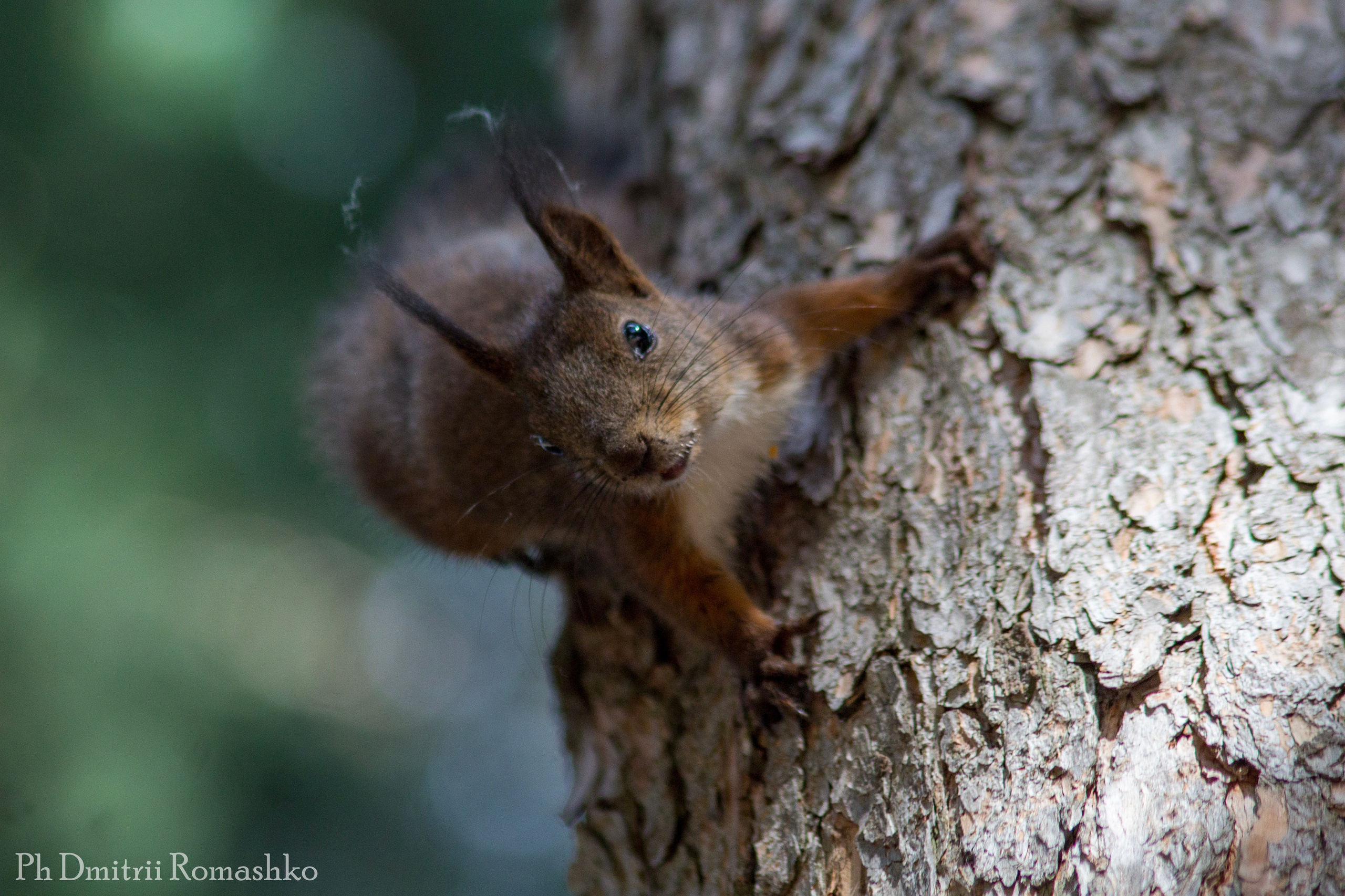 Анималистка. Фотограф Дмитрий Ромашко