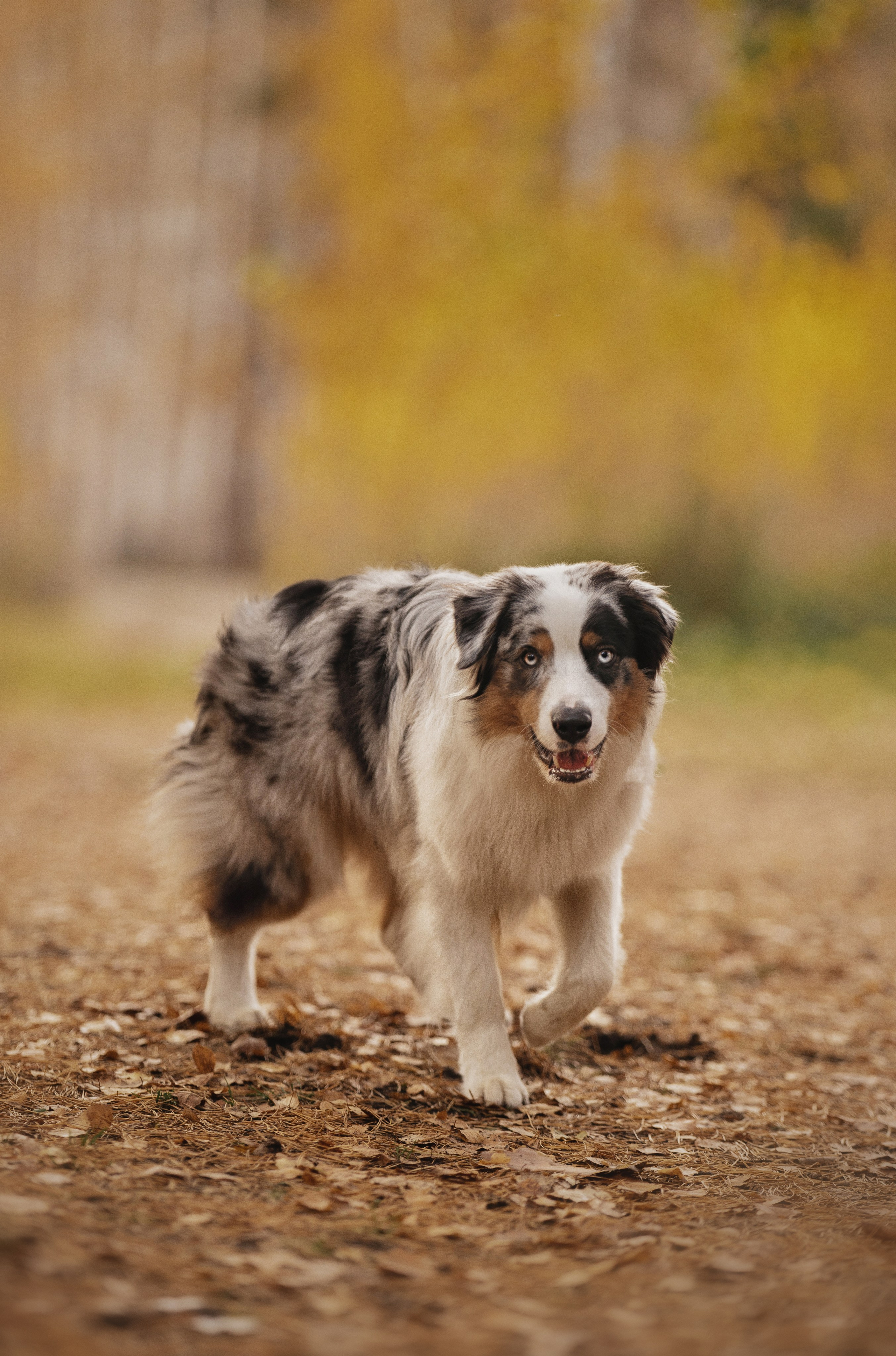 Татьяна + Бейли (история дружбы). Kameramotor74