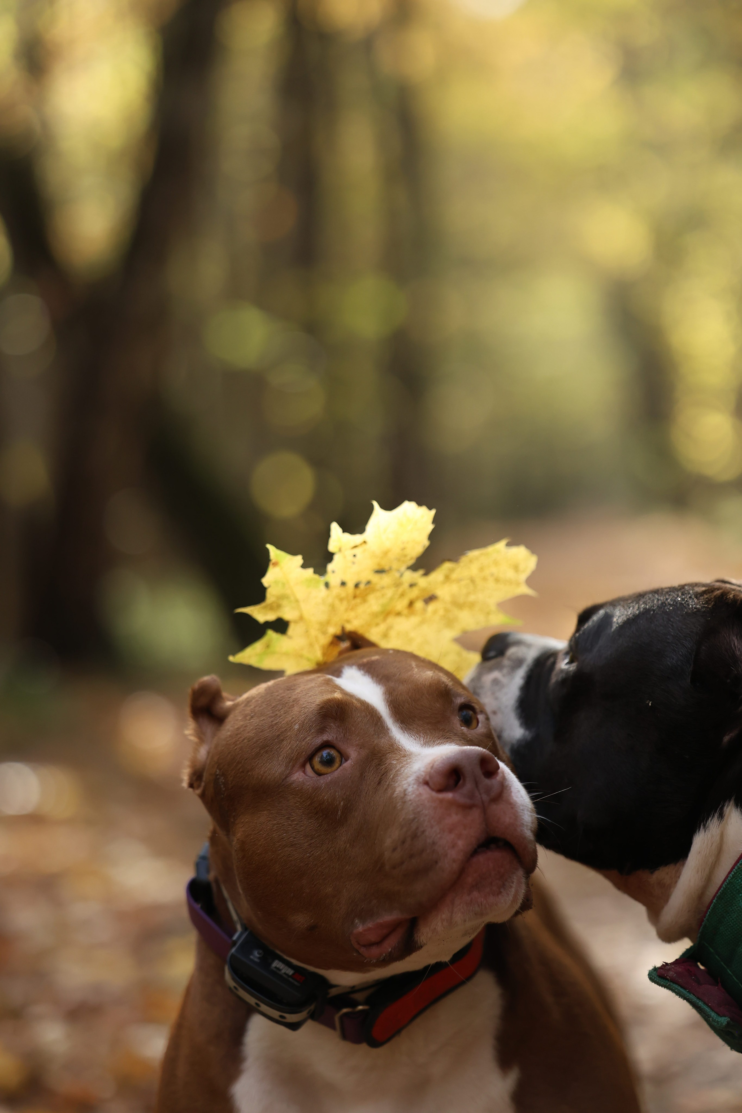 Бумер. Виктория Михайловская. Фотограф-анималист. Москва
