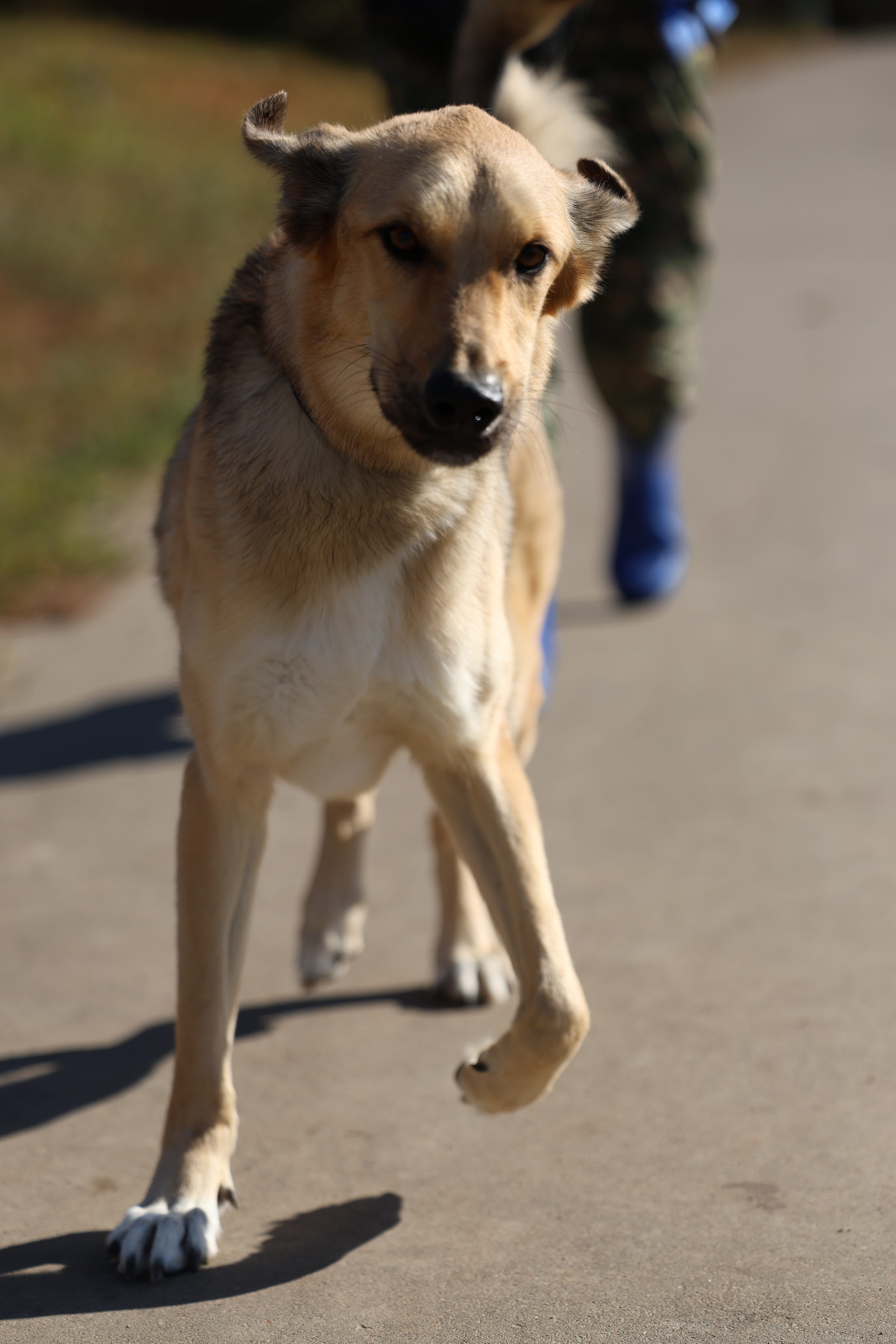 Приют. Виктория Михайловская. Фотограф-анималист. Москва