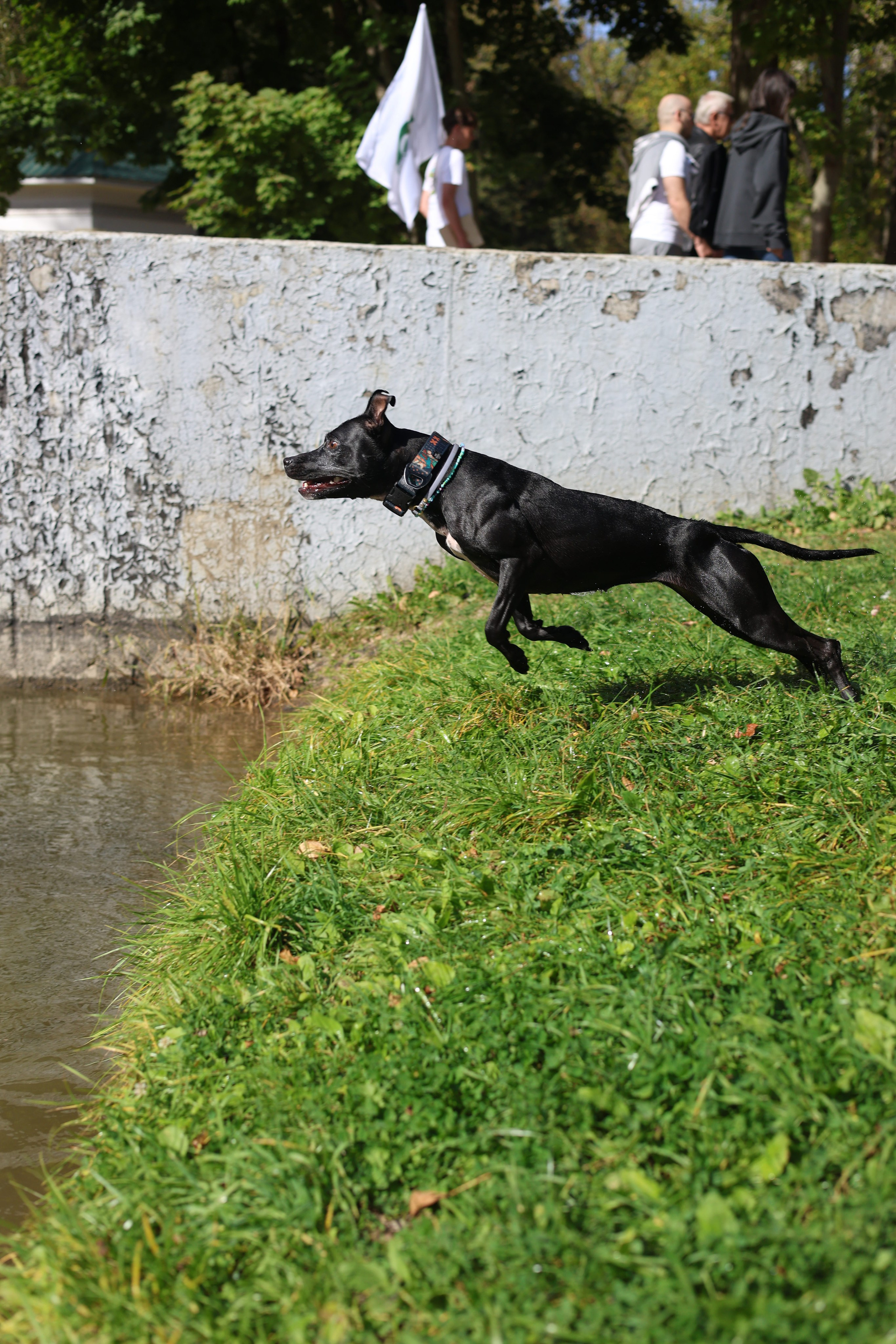 Алена и Бора. Виктория Михайловская. Фотограф-анималист. Москва