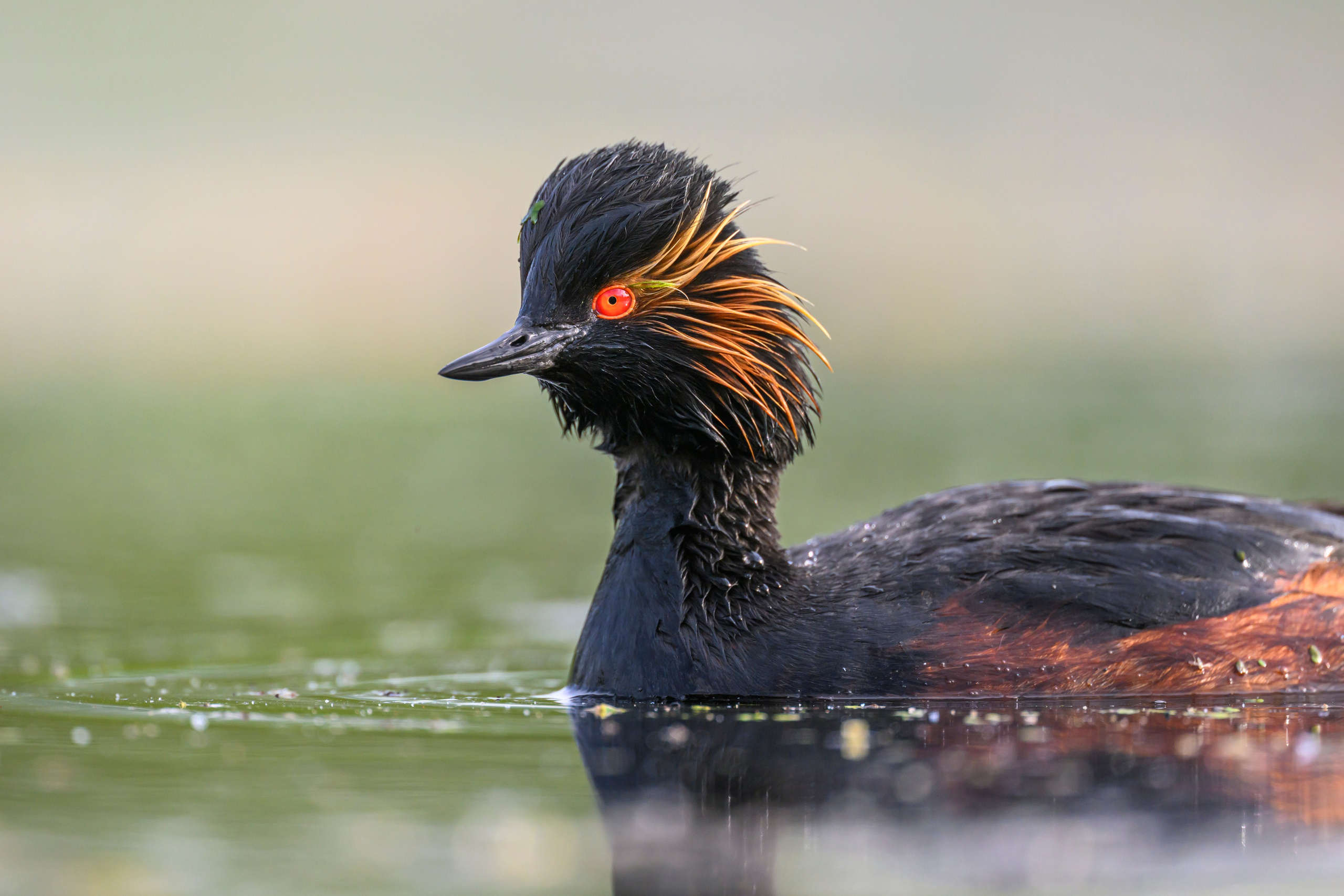 На болоте. Wildlife photography by Sergey Puponin