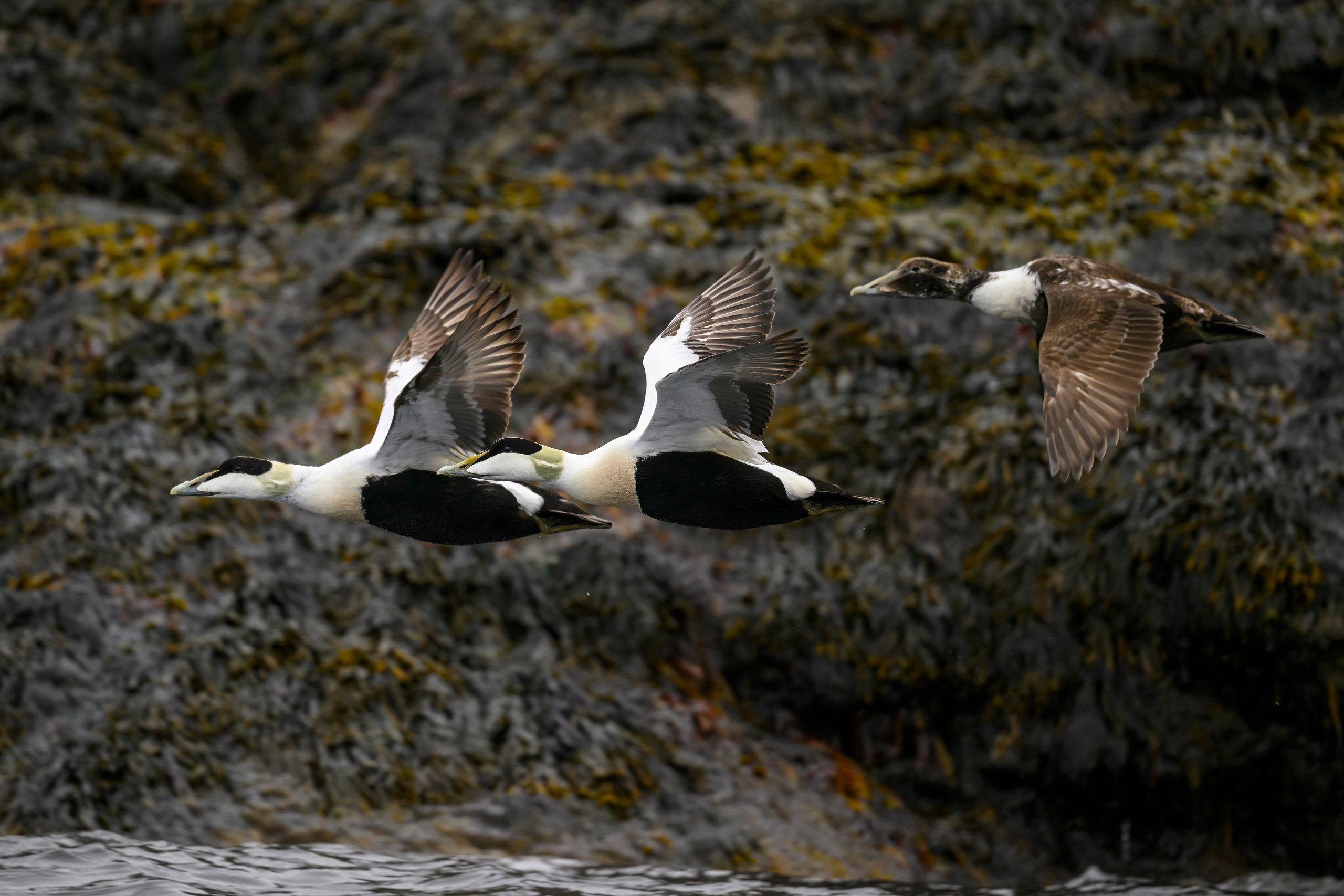 Мурманская область. Июнь 2024. Фотограф Сергей Пупонин